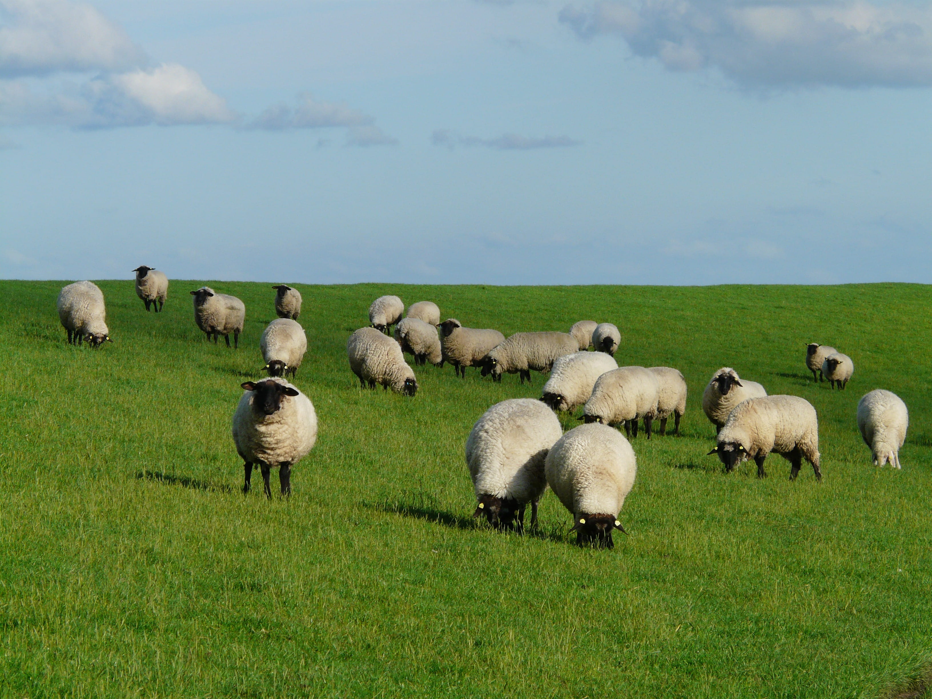 green color, sheep, domestic, nature, field, grass, no people, north sea, agriculture, chill out, meadow, outdoors, herd, fresh, land, large group of animals, HD Wallpaper