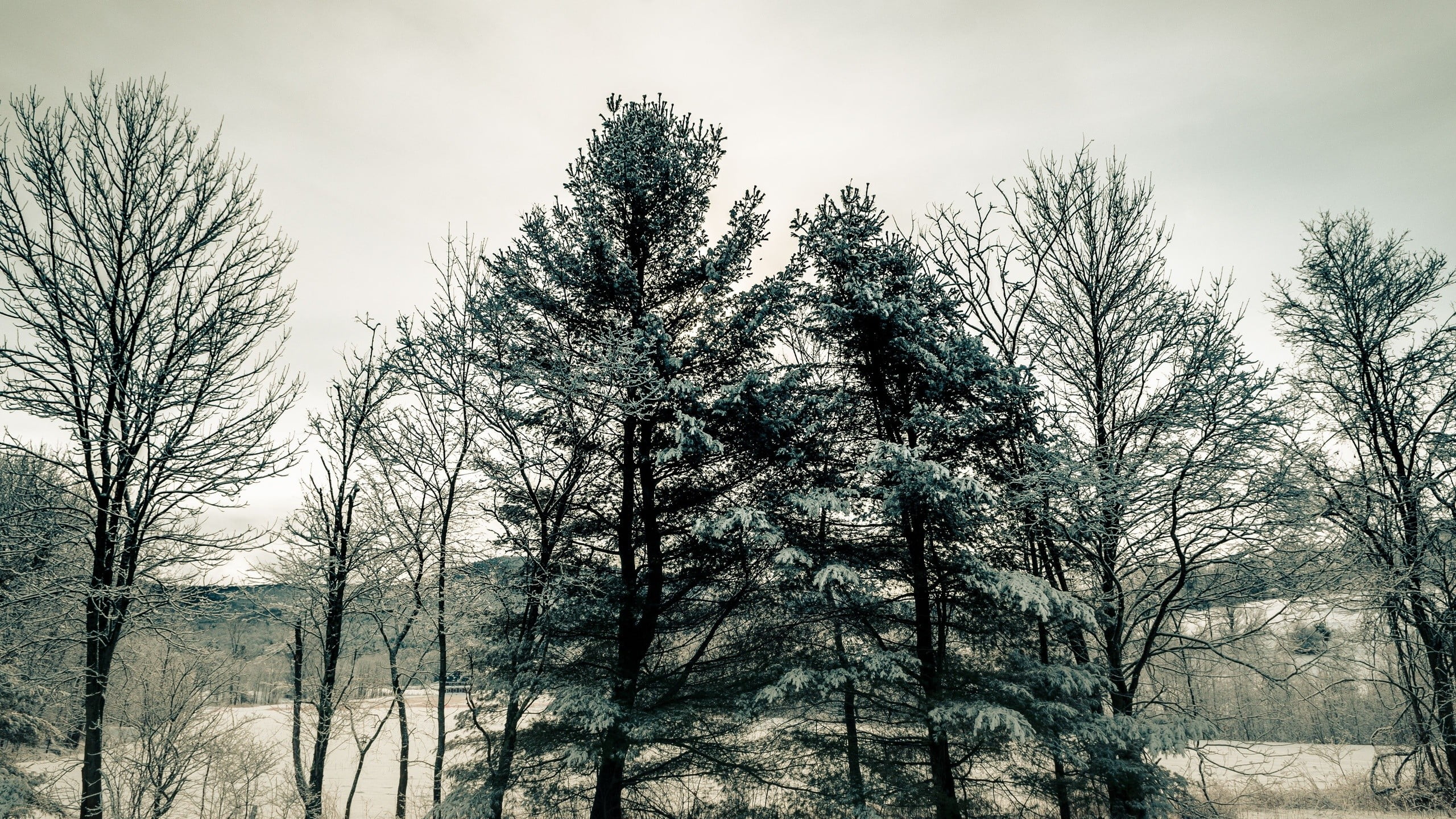 green, coniferous tree, 2K, nature, scenics - nature, pine tree, tranquility, sky, snow, day, land, tranquil scene, leafed, growth, trees, landscape, tree, HD Wallpaper