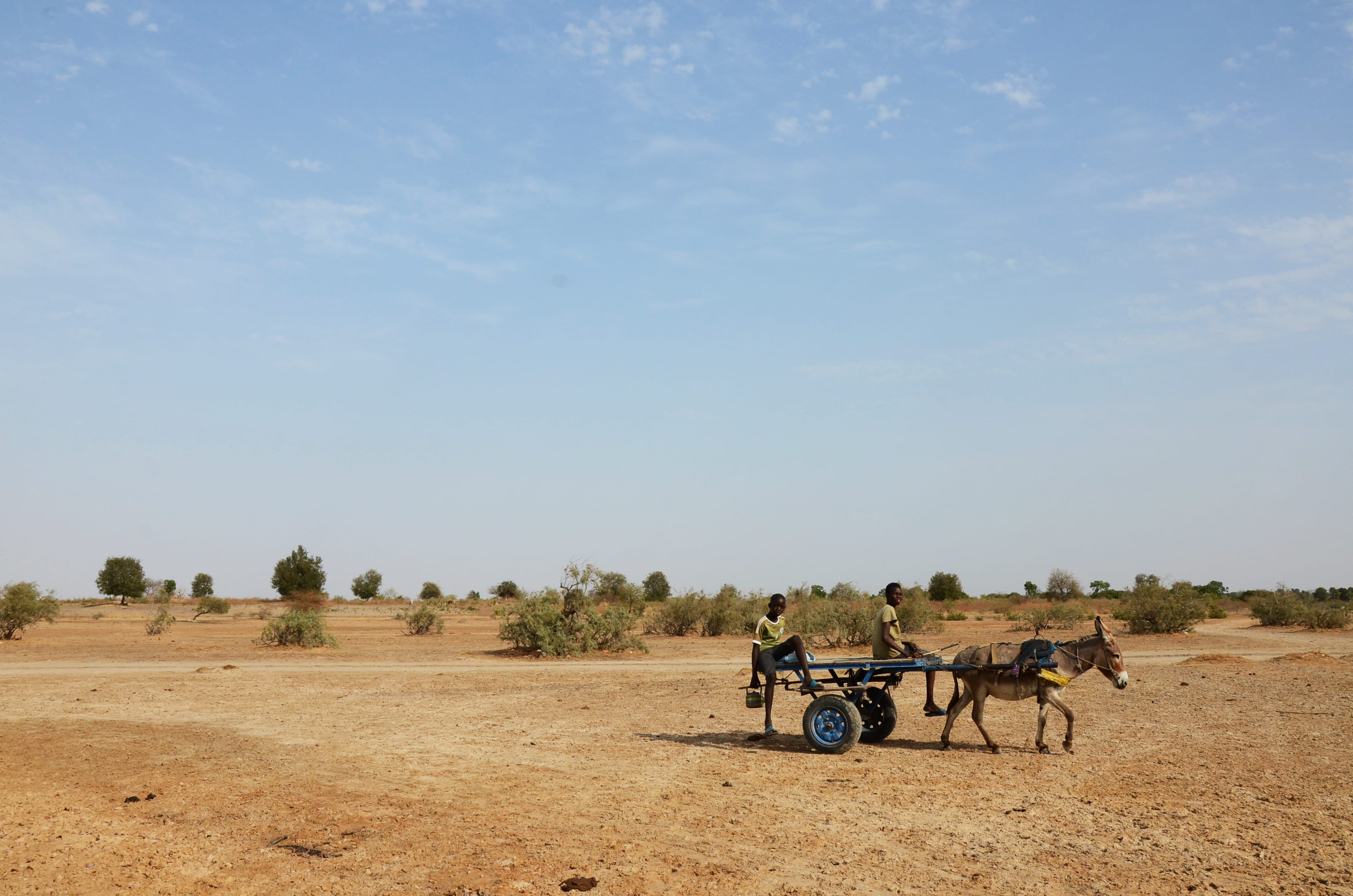 field, land, sokone, nature, horse cart, kid, 2K, animal wildlife, domestic animals, africa, environment, livestock, mode of transportation, donkey, domestic, HD Wallpaper