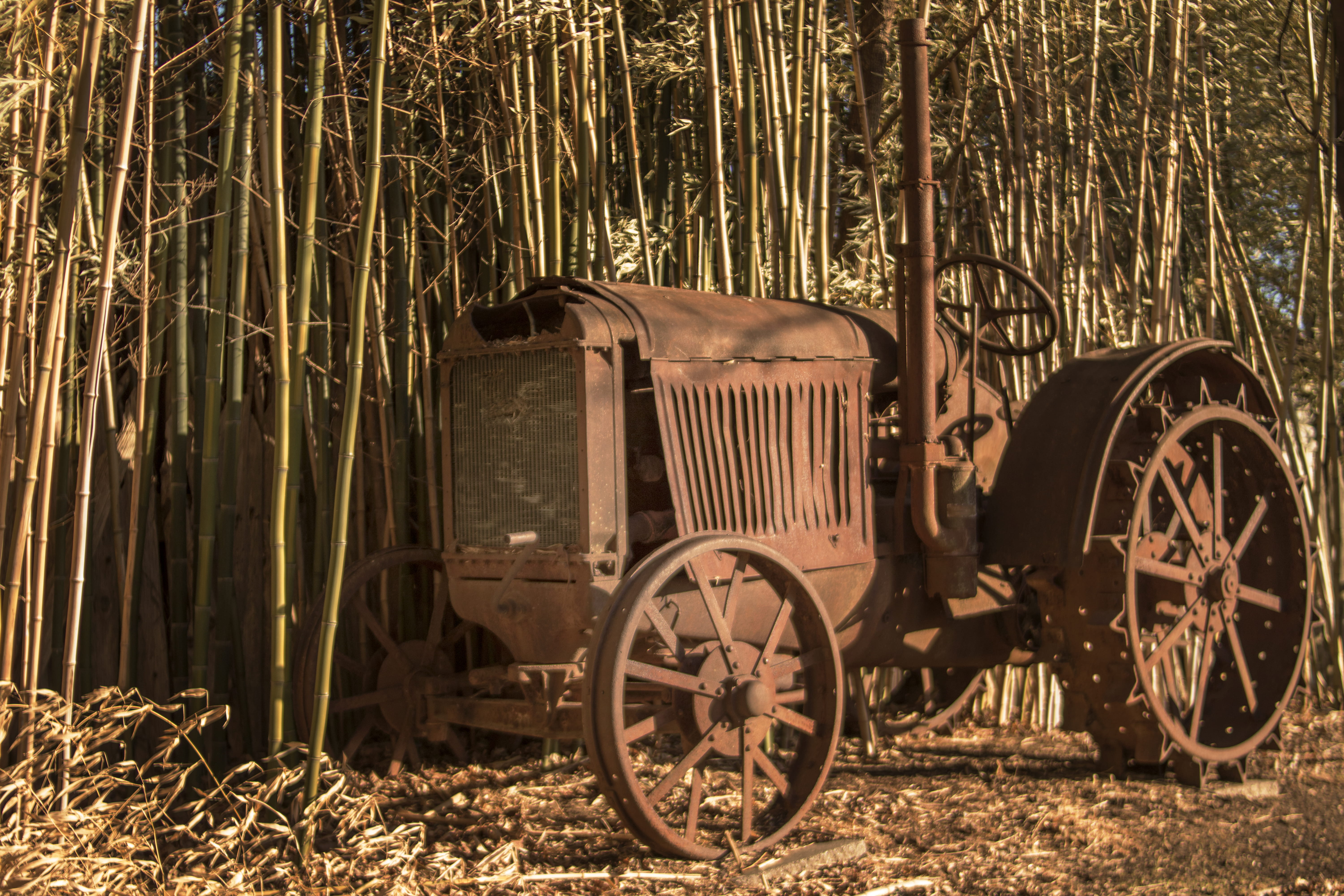 growth, horse, old, field, bamboo - plant, transportation, tree, stationary, no people, obsolete, outdoors, land vehicle, cart, wheel, rombach, rustic, HD Wallpaper