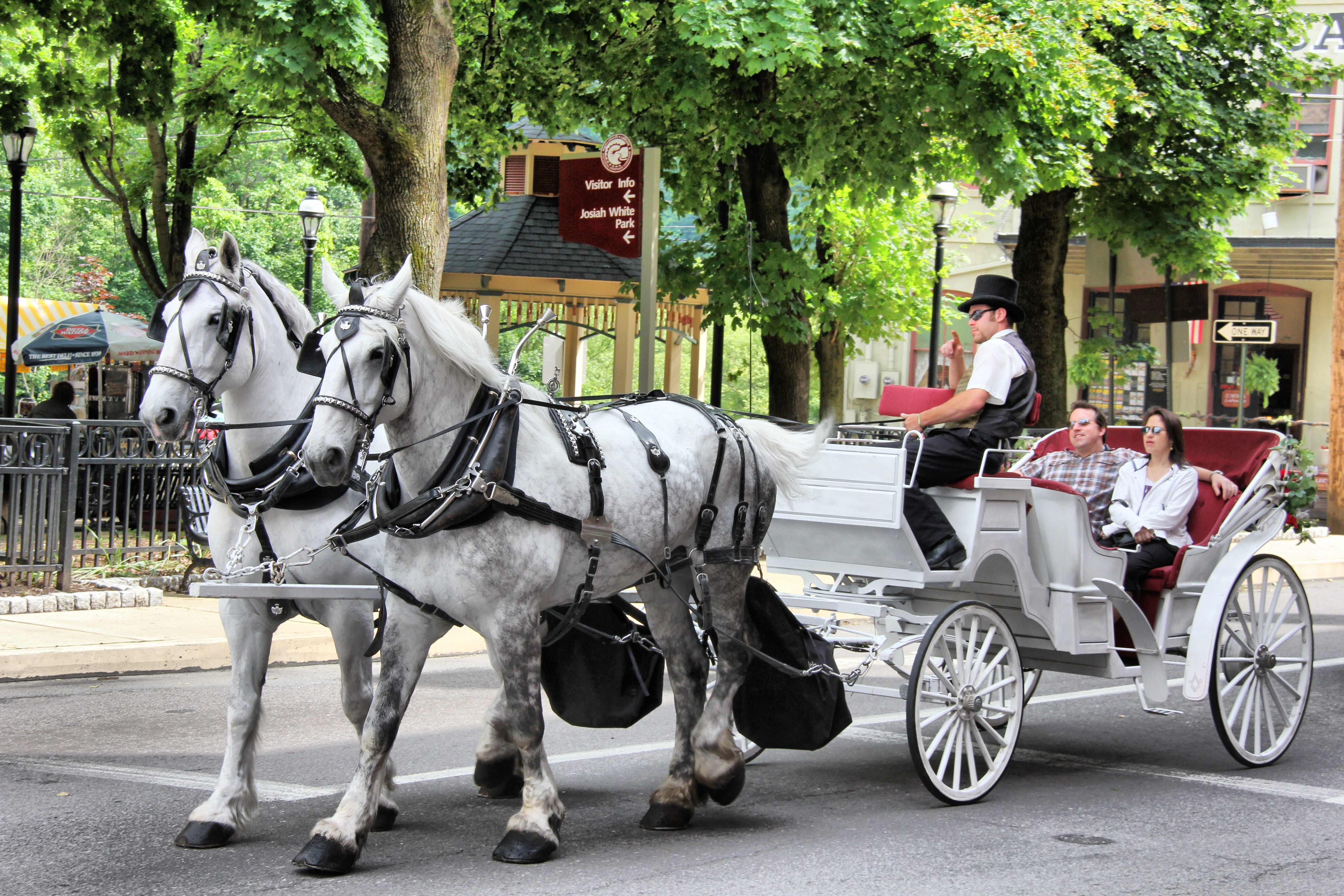 drawn, vehicle, vertebrate, transportation, travel, white, tourism, ride, mode of transportation, outdoors, horsedrawn, coach, animal wildlife, herbivorous, HD Wallpaper