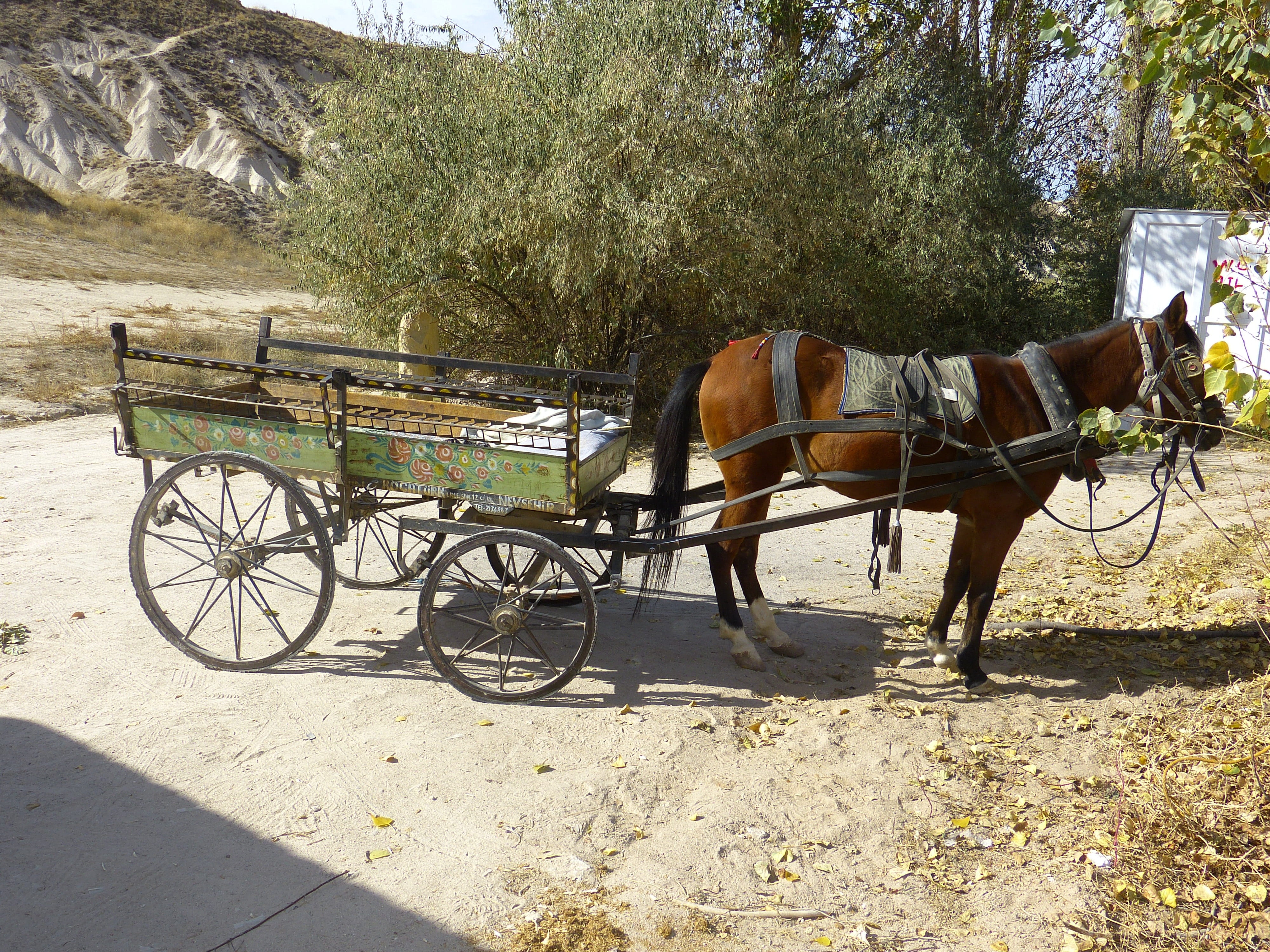 horse cart, trailers, Coach, mammal, herbivorous, outdoors, sunlight, one animal, wagon, cart, animal themes, working animal, pets, animal, horse, vertebrate, HD Wallpaper
