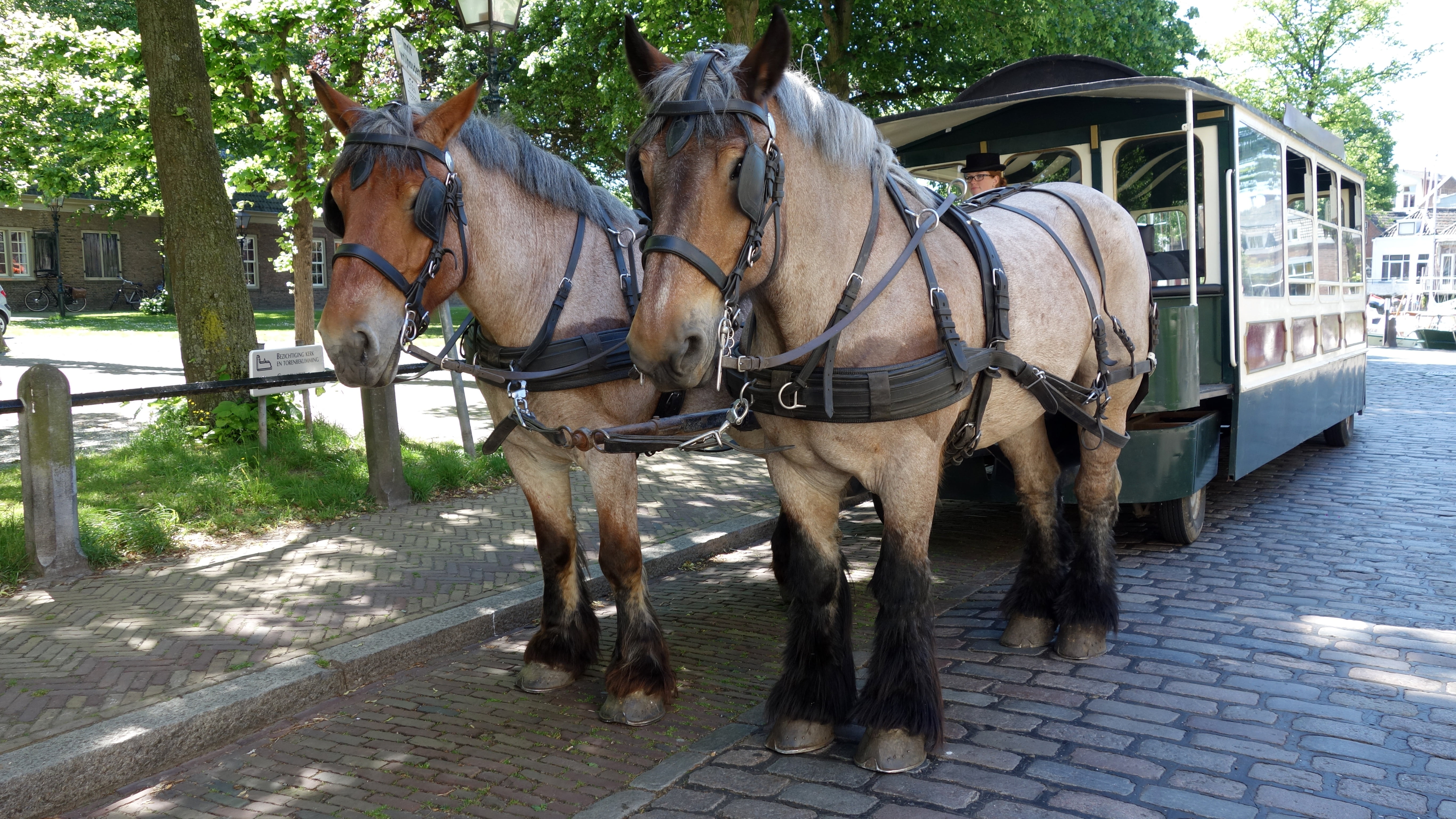 mammal, horsedrawn, city, dordrecht, domestic animals, domestic, pets, street, paving stone, animal wildlife, animal, horse cart, 5K, transportation, group of animals, HD Wallpaper