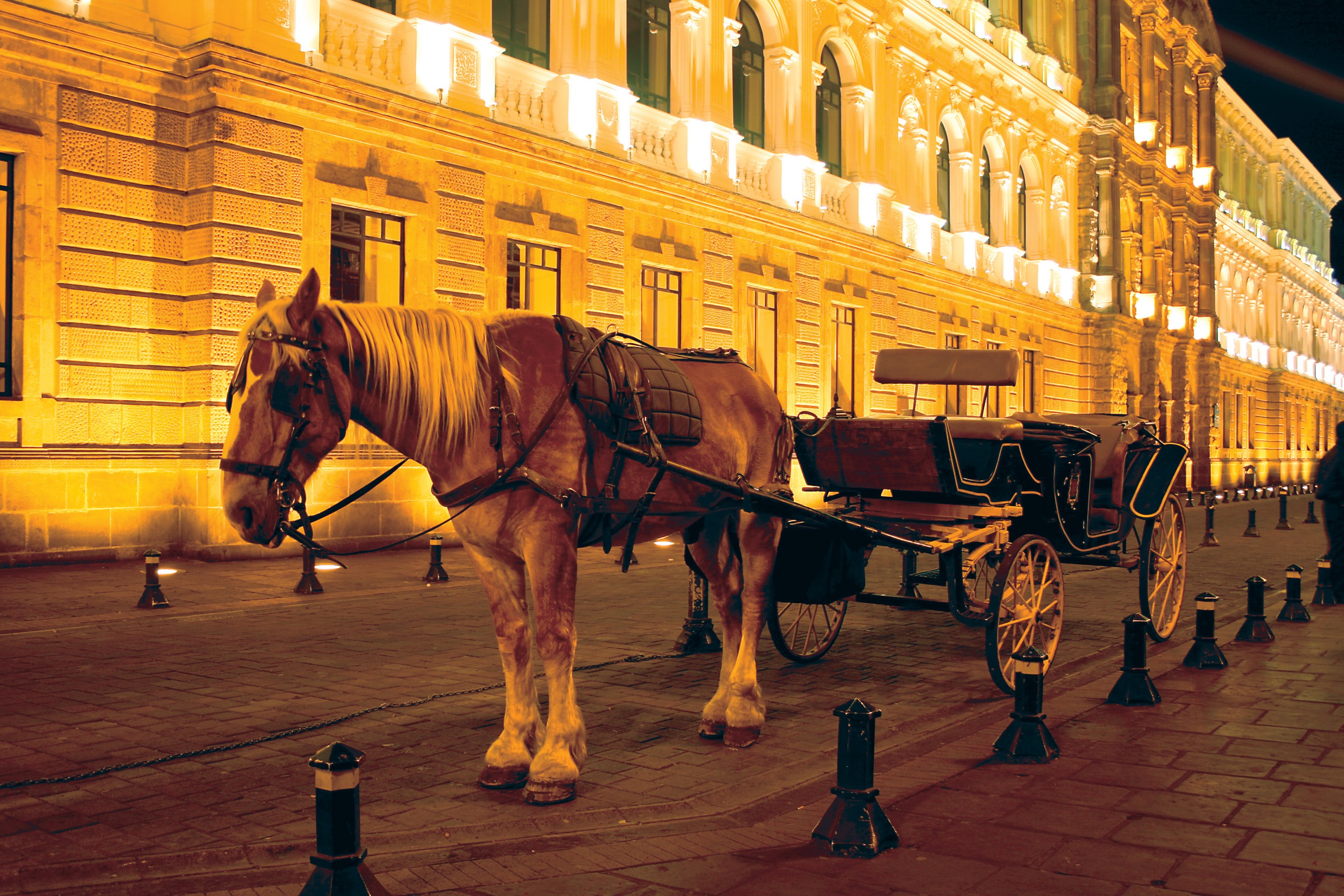 horse, vertebrate, city, street, herbivorous, horsedrawn, 2K, horse cart, mammal, transportation, pets, quito ecuador, architecture, cart, working animal, HD Wallpaper