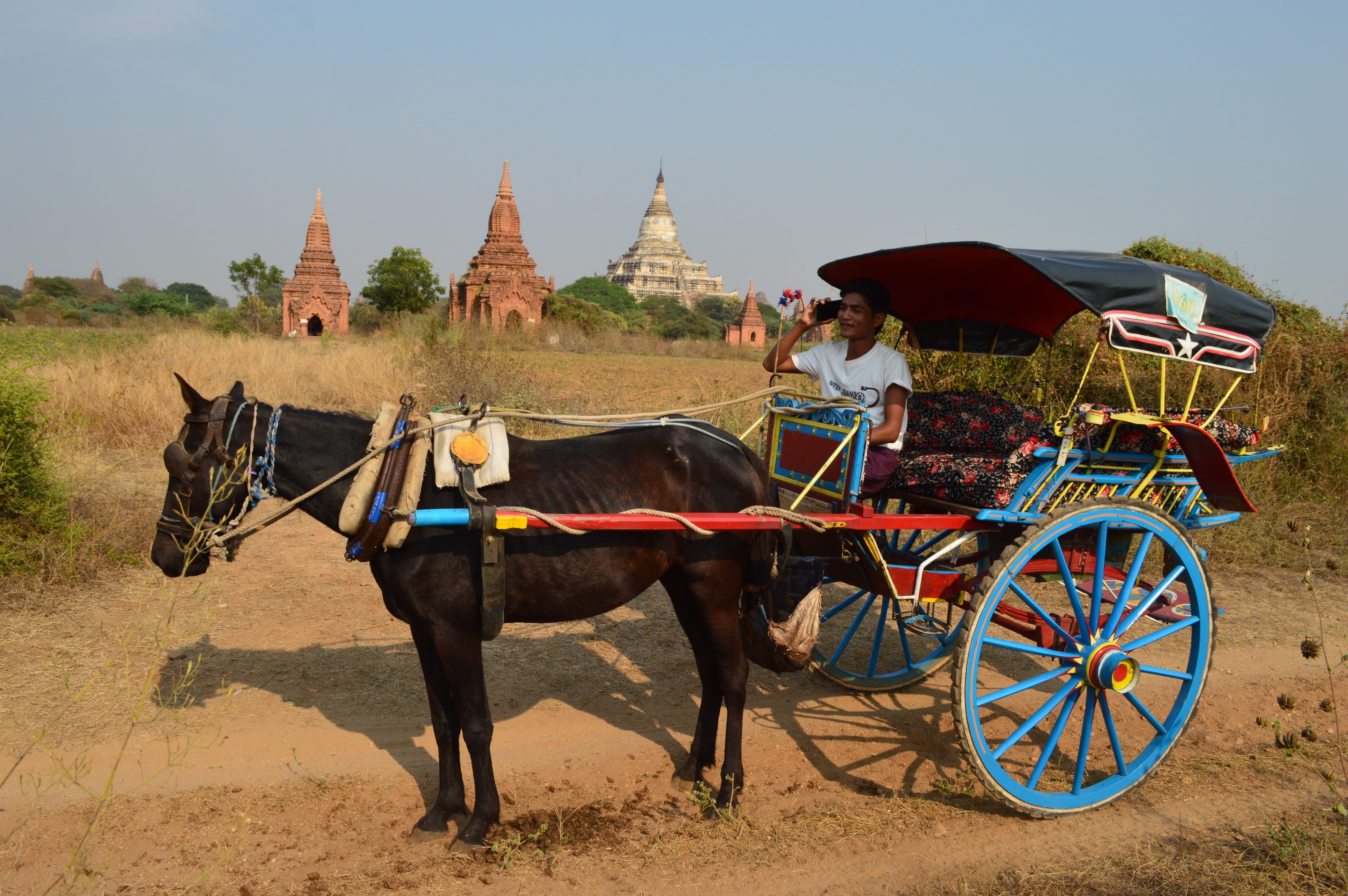 Burma, Mobile, nature, riding, wagon, animal themes, pets, horse cart, herbivorous, mode of transportation, animal wildlife, travel destinations, cart, HD Wallpaper