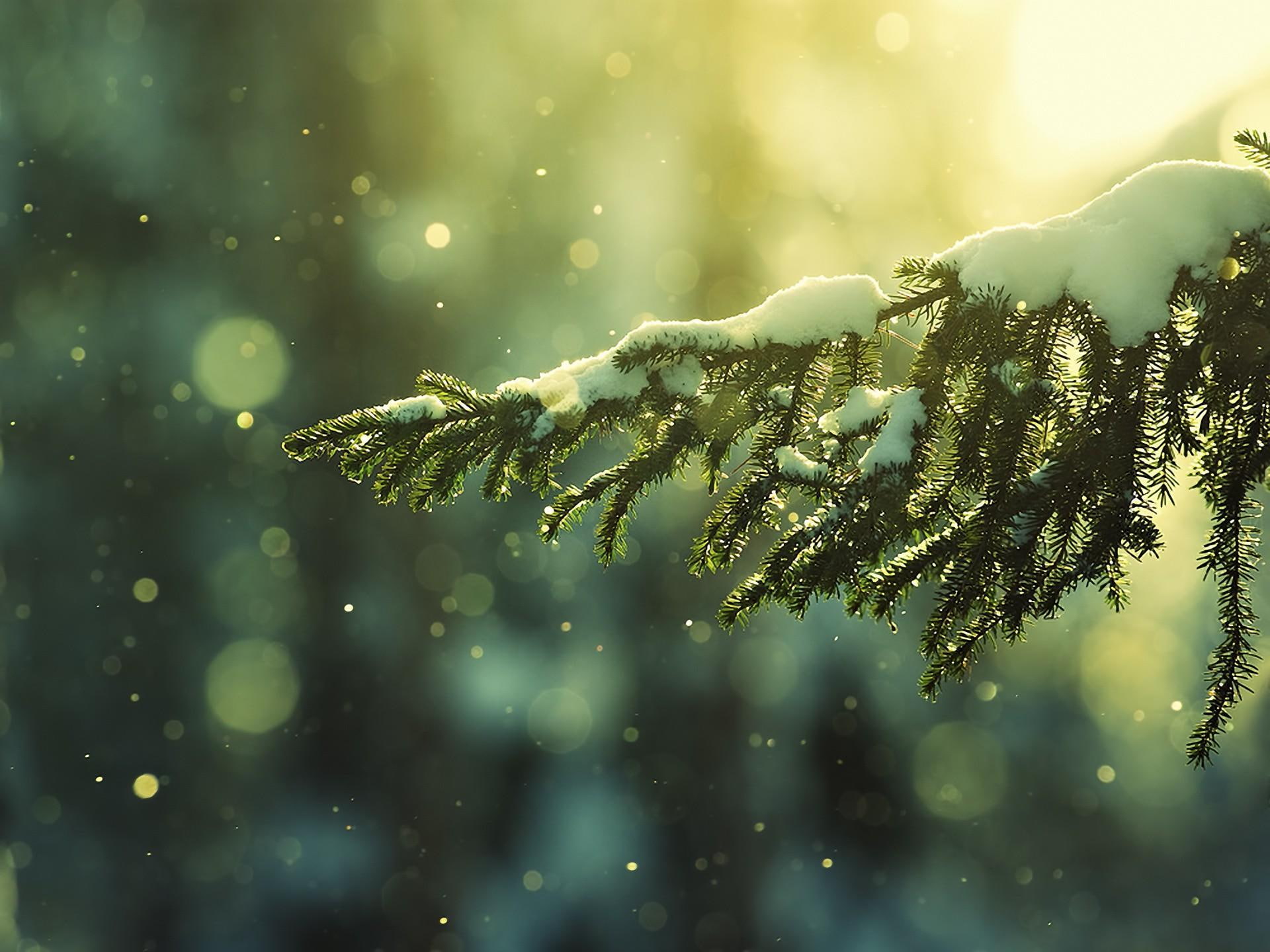 winter, last, 1080P, memories, day, snow, nature and landscapes, christmas, HD Wallpaper