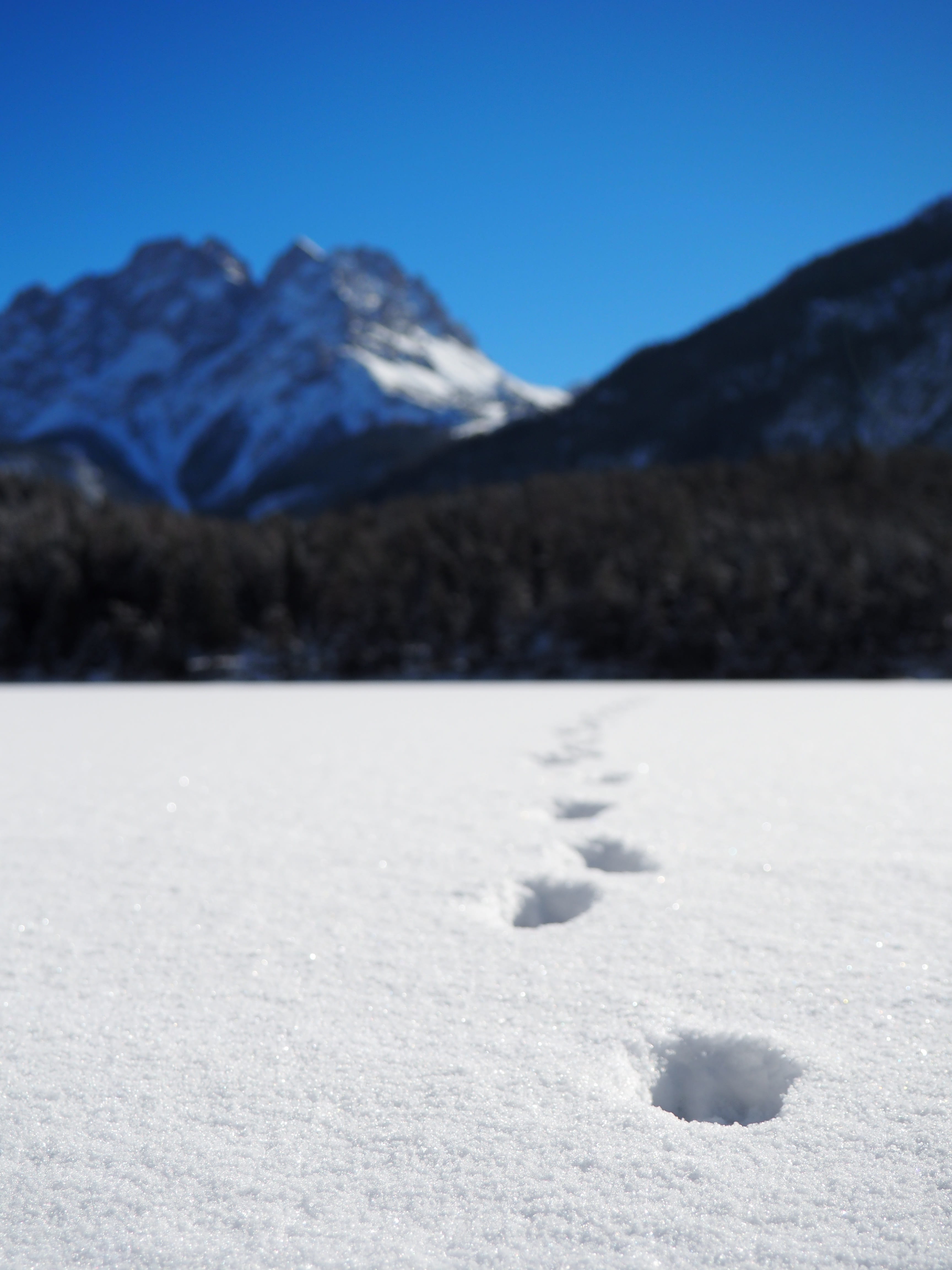 sky, winter sports, traces, tyrol, winter, day, winter forest, blindsee, tranquility, austria, nature, snow, beauty in nature, cold, white, scenics - nature, Phone HD Wallpaper