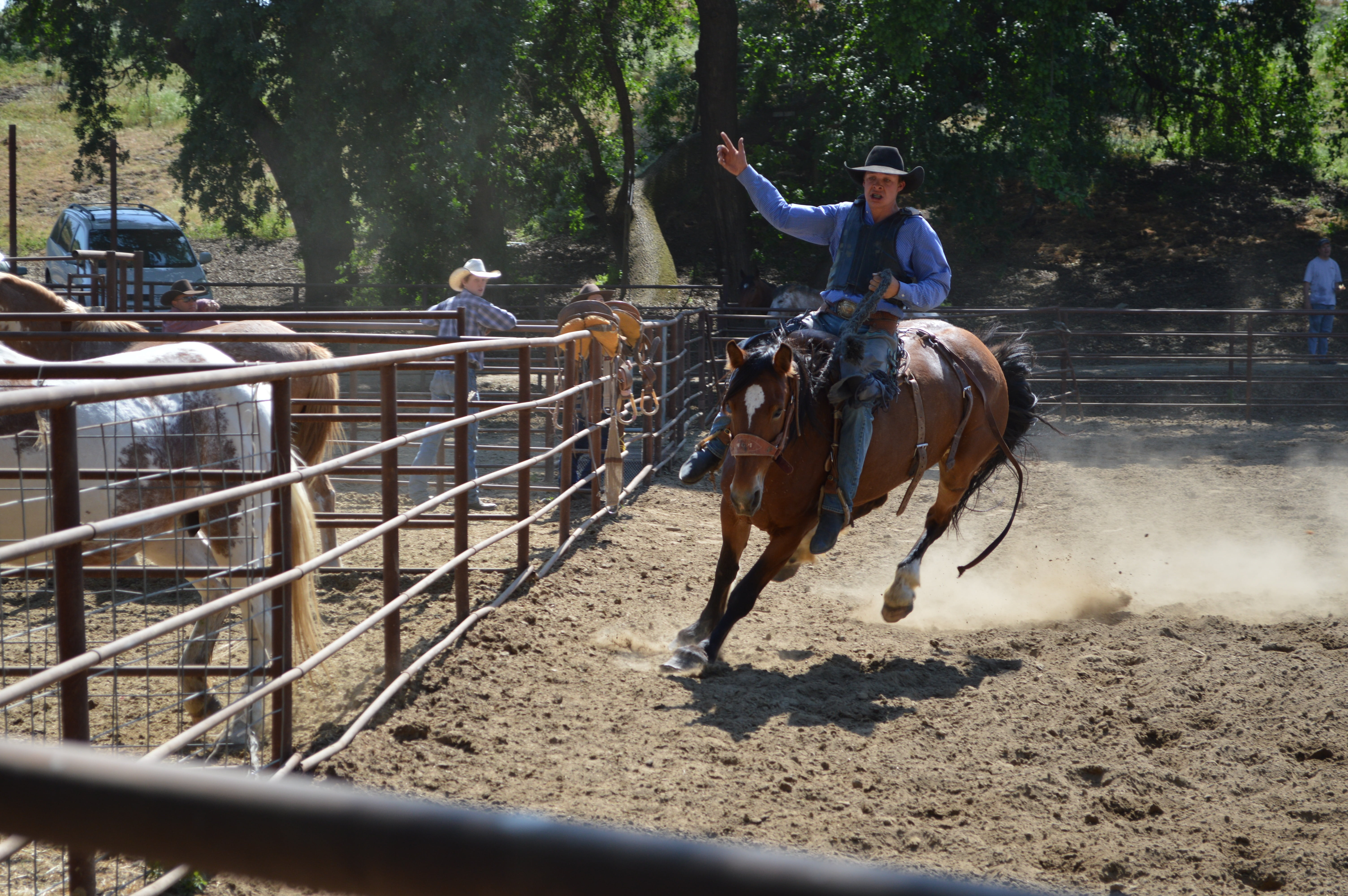 rural, outdoors, horseback, fast, full length, quarter horse, countryside, one person, bronc, talahi, animal wildlife, animal pen, livestock, agriculture, HD Wallpaper