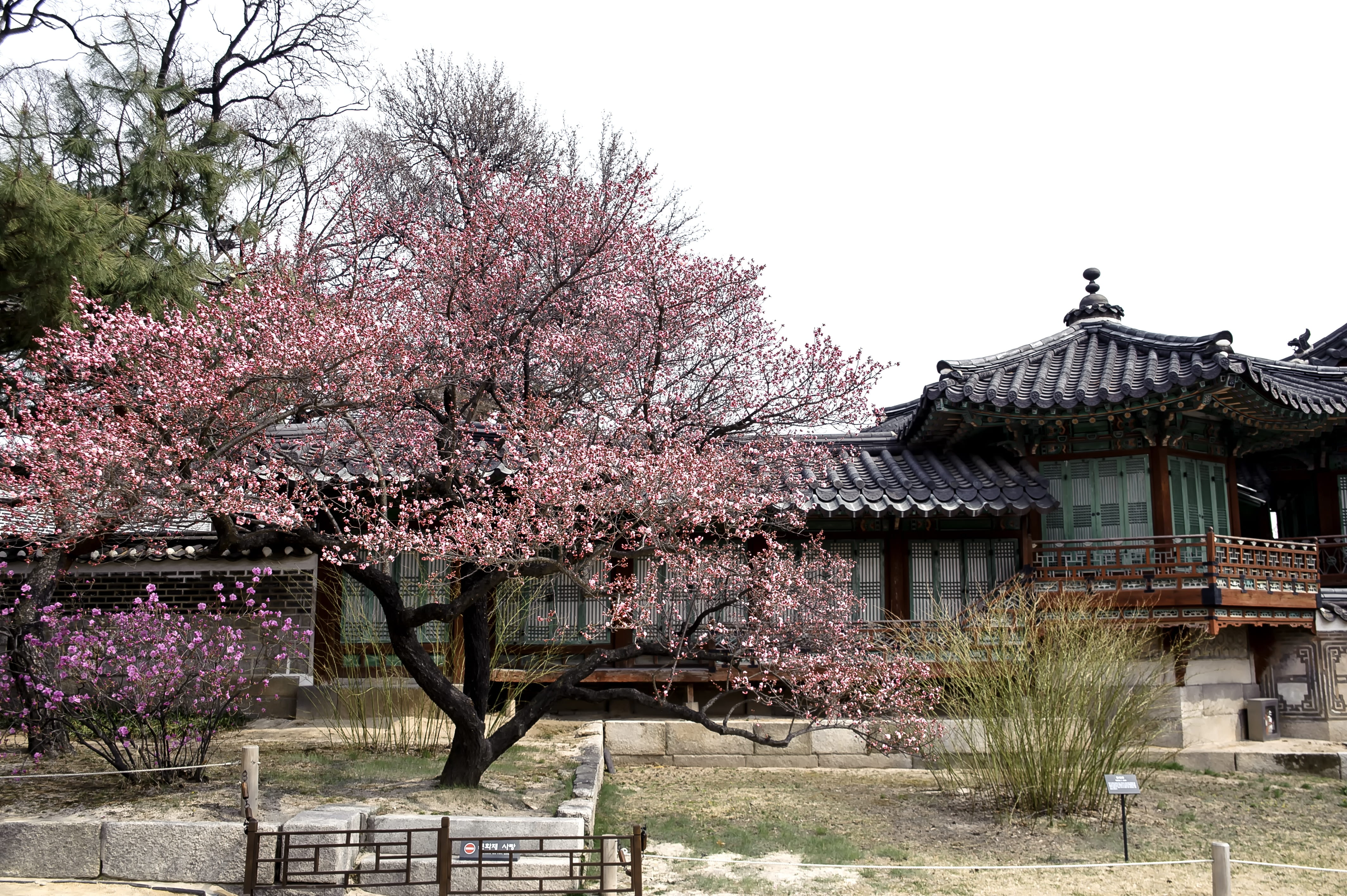 forbidden city, nature, springtime, surrounded, wooden, flower, flowers, cherry tree, republic of korea, growth, moon, construction, traditional, changdeokgung, HD Wallpaper