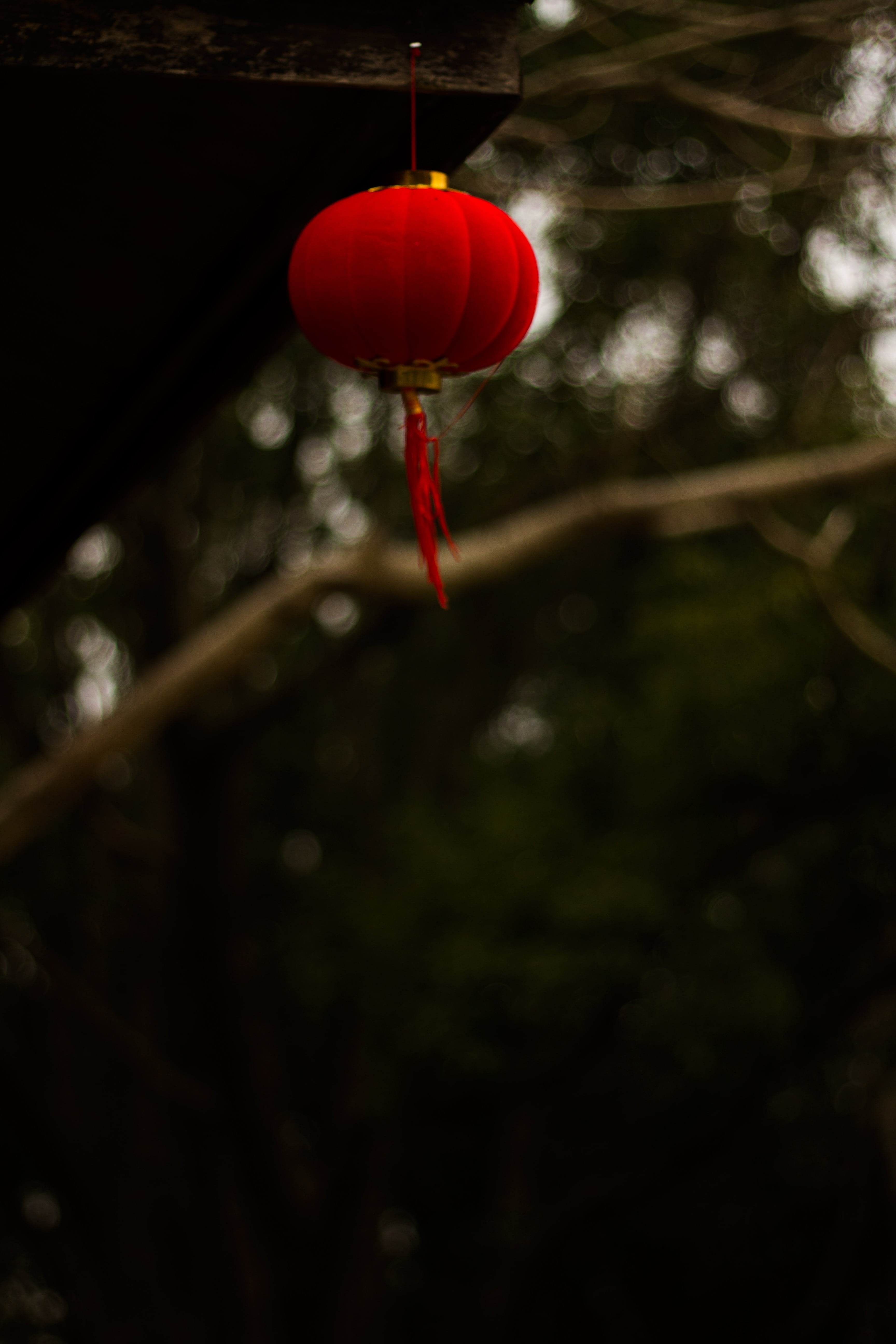 5K, red, growth, water, branch, lantern, close-up, balloon, nature, day, no people, outdoors, focus on foreground, plant, hanging, low angle view, single object, Phone HD Wallpaper