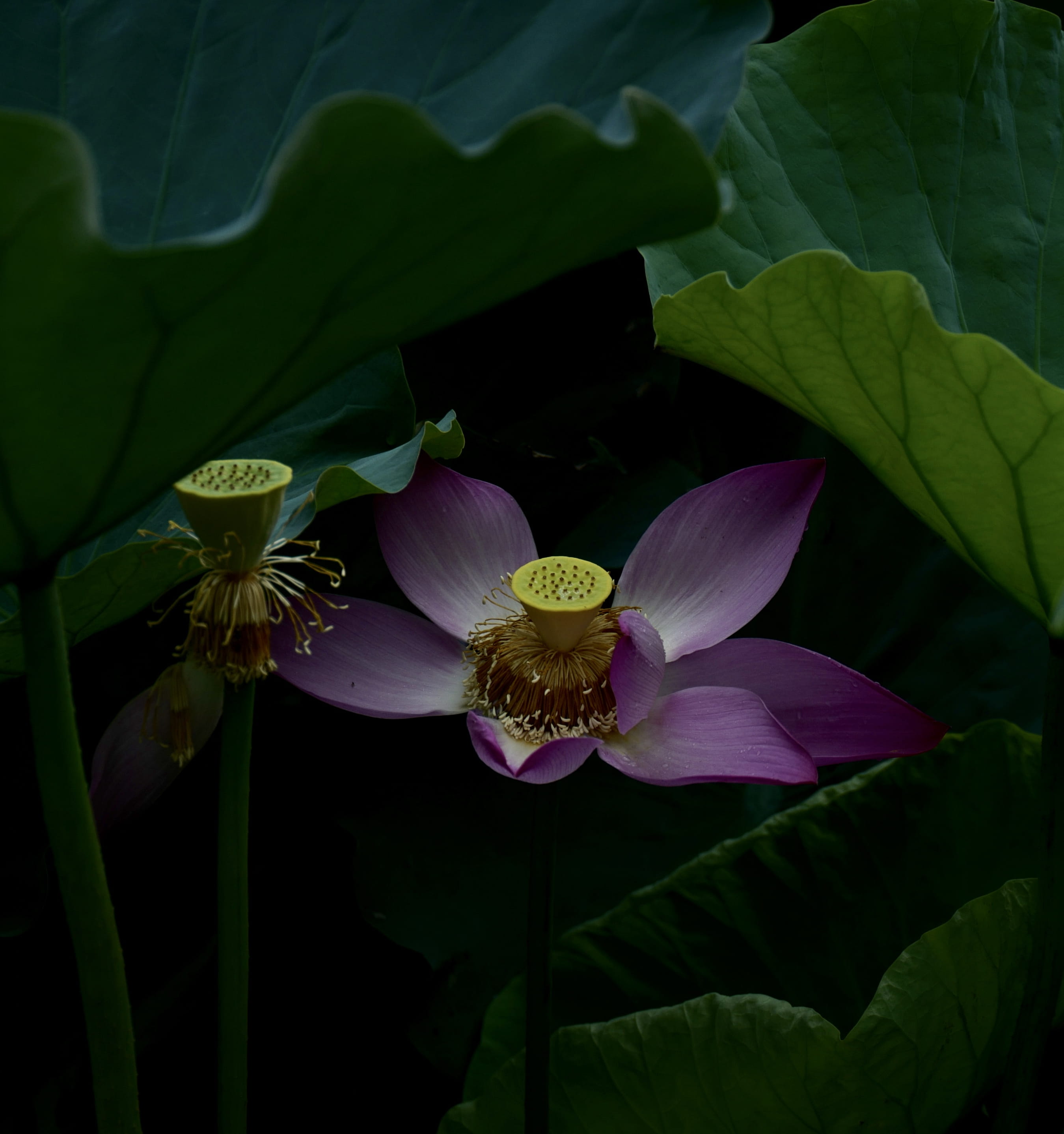 flower, greenery, zhoushan, mount putuo-east china, flower head, no people, close-up, china, lotus water lily, geranium, flora, dark, fragility, purple, Phone HD Wallpaper