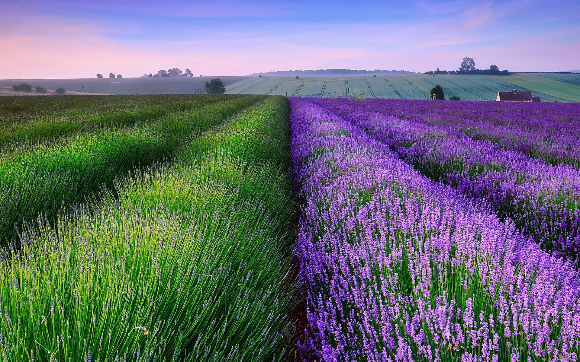 1080P, field, graphic, lavender, landscape, fields, nature, flower, HD Wallpaper