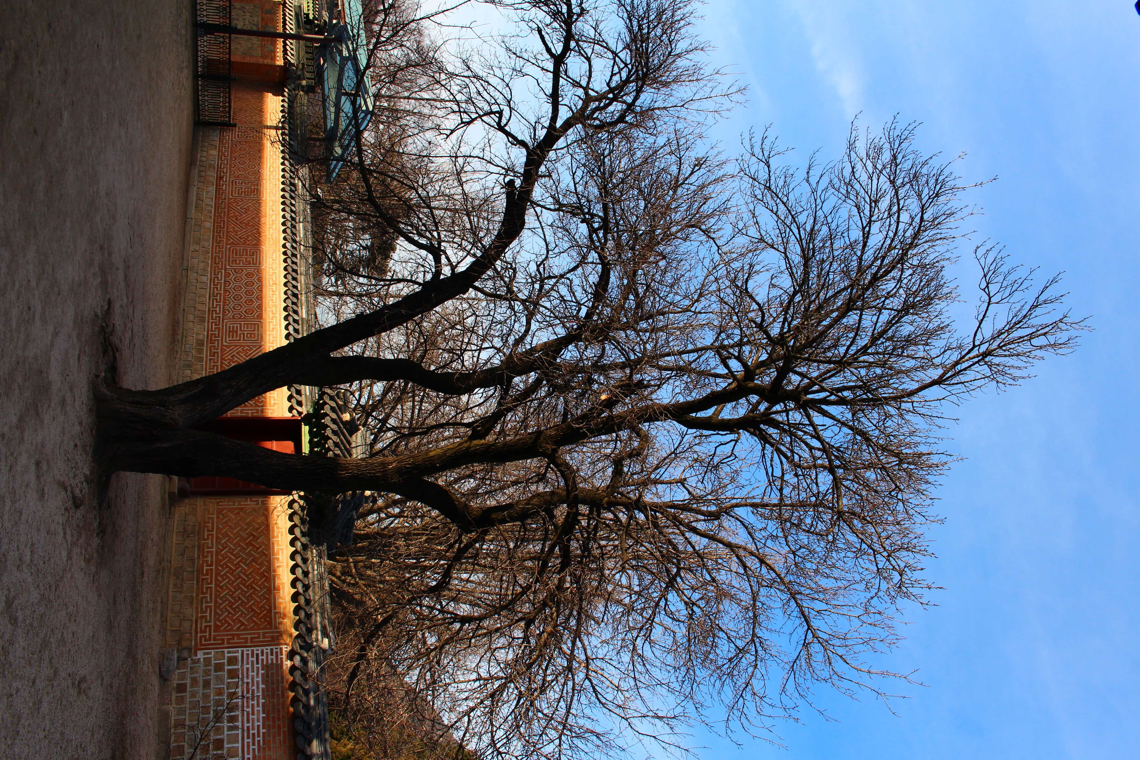 sky, outdoors, blue, gyeongbokgung, plant, no people, trunk, branch, 4K, bare tree, architecture, cloud - sky, tree, winter, nature, korea, building exterior, HD Wallpaper