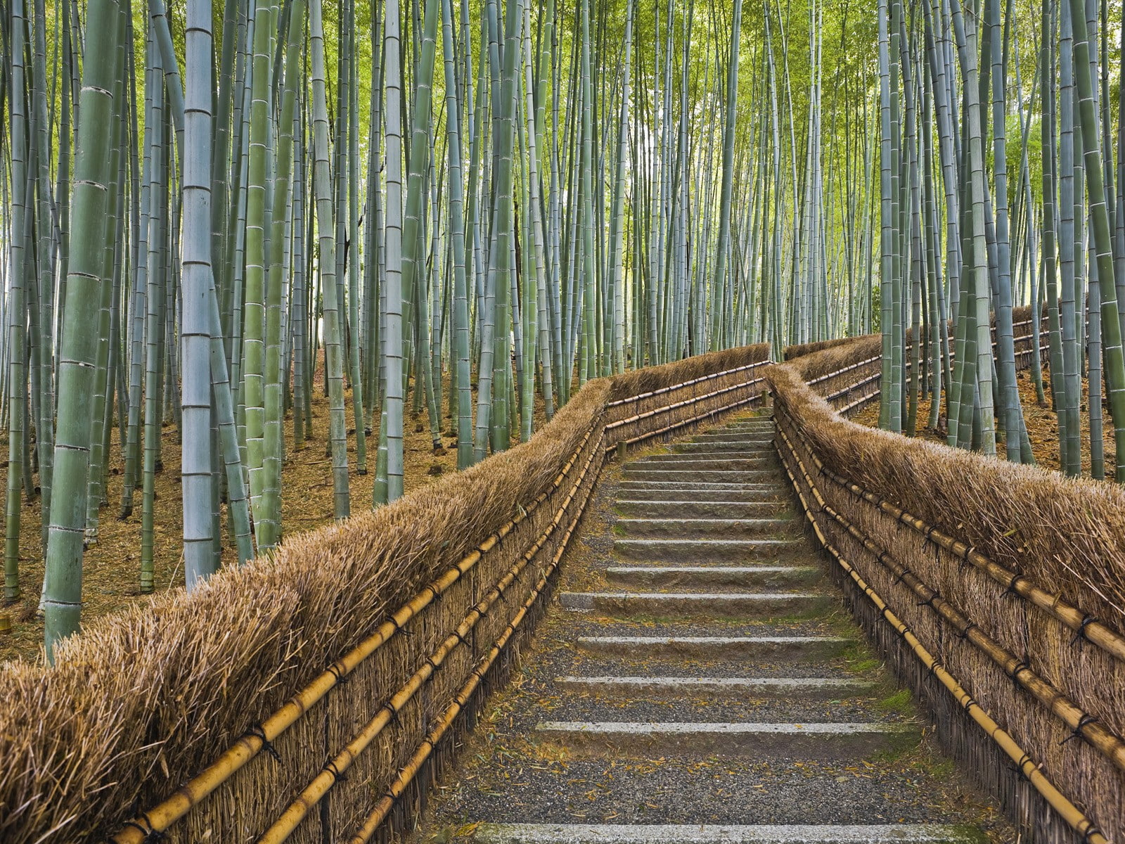 trail, hd, 720P, stairs, path, nature, bamboo, HD Wallpaper