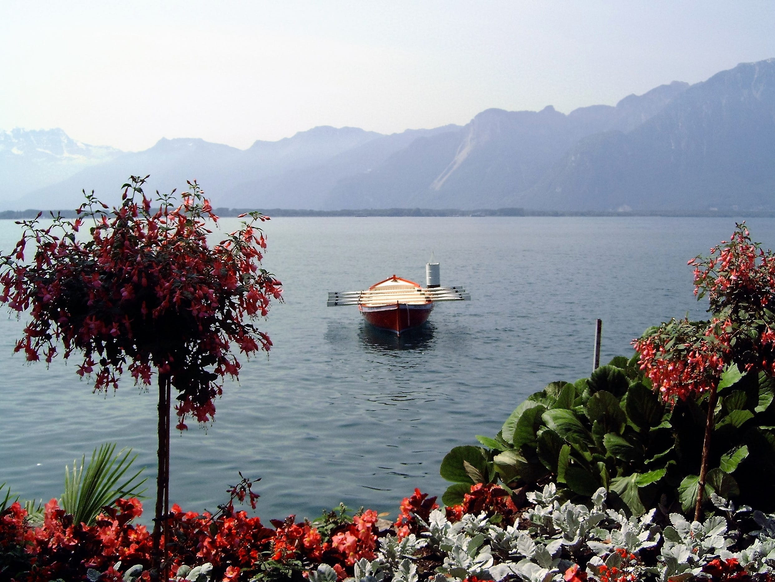 Water, more, nature, lake geneva, tree, sea, flower, tranquility, 1080P, flowers, plant, growth, beauty in nature, montreux, no people, day, mountain range, HD Wallpaper