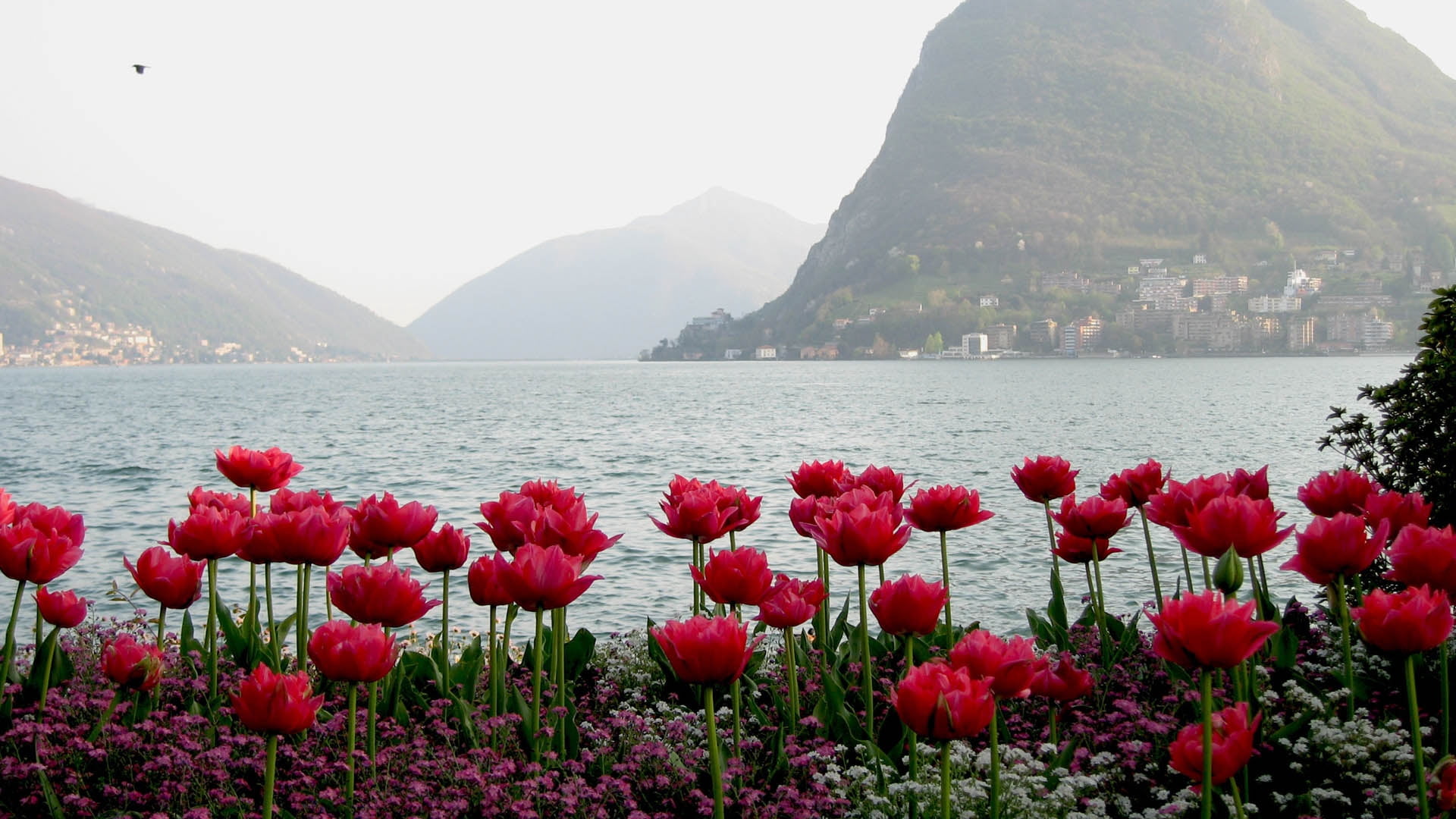 vulnerability, scenics, springtime, switzerland, petaled, island, green Color, geneva, sea, montreux, no People, lake, mountain range, landscape, beach, HD Wallpaper