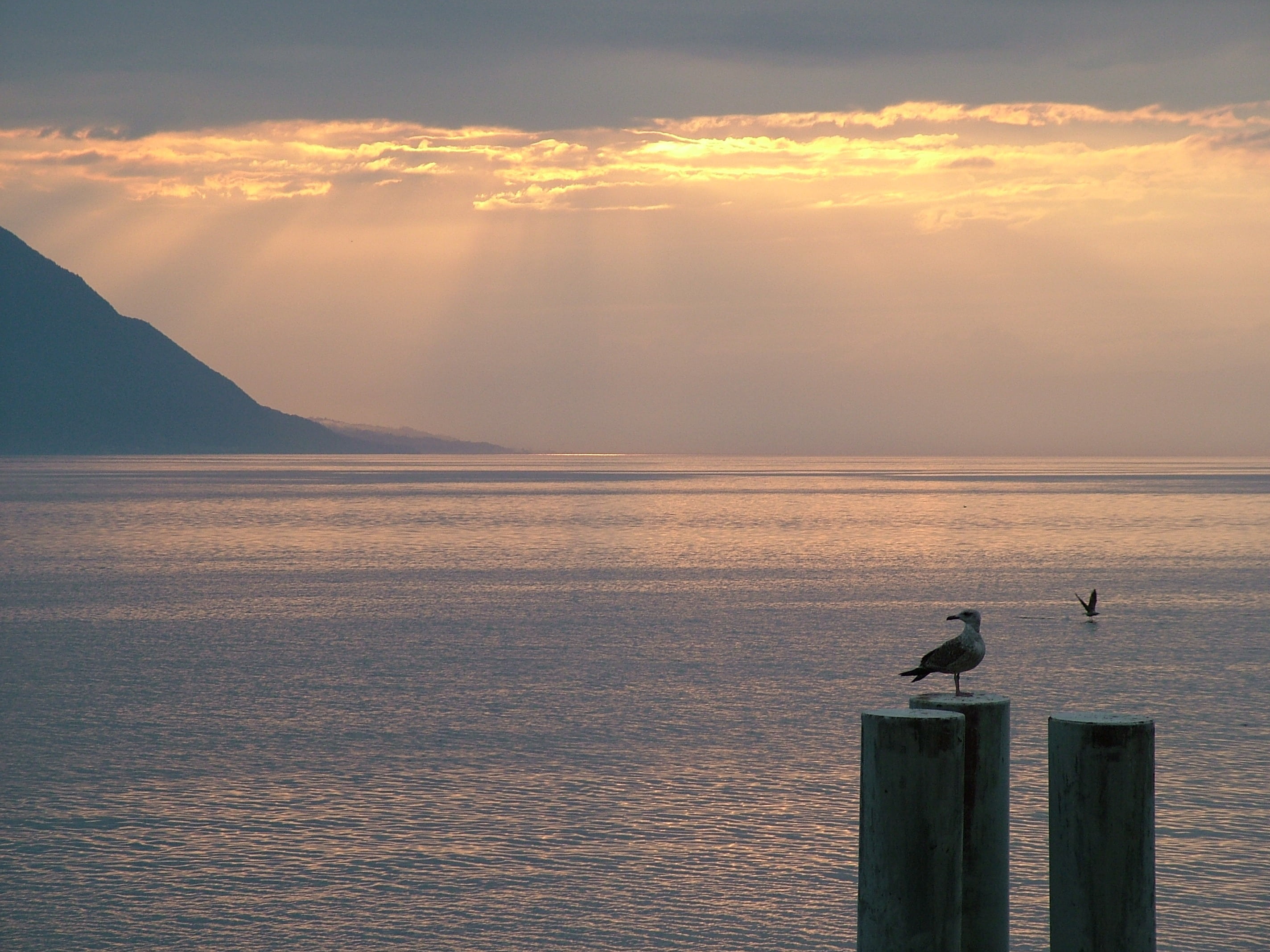 scenics - nature, water, montreux, 2K, seagull, outdoors, nature, animal wildlife, no people, animal themes, cloud - sky, sunset, sunlight, perching, bird, HD Wallpaper