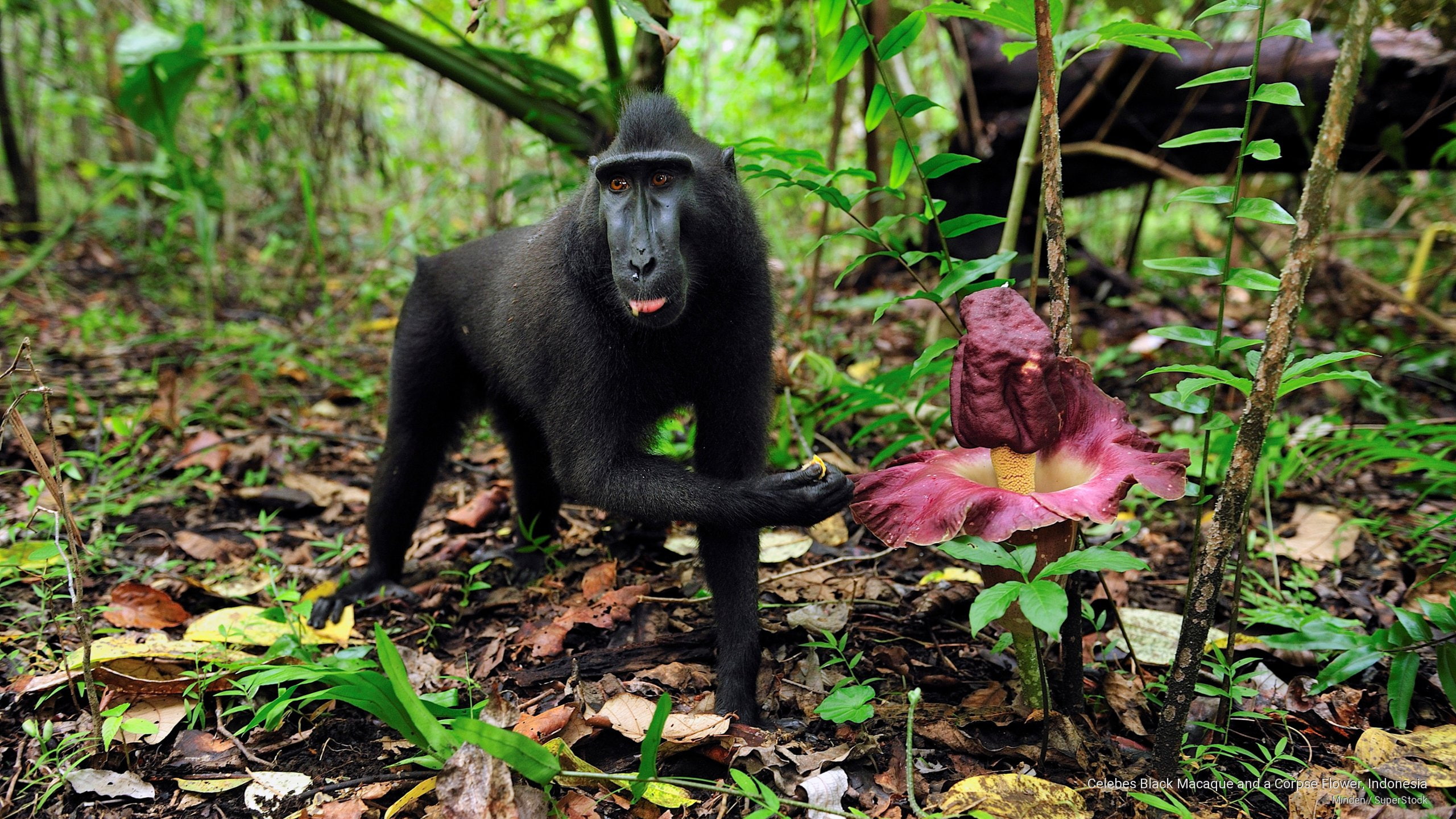 2K, corpse, black, macaque, flower, Animals, celebes, indonesia, HD Wallpaper