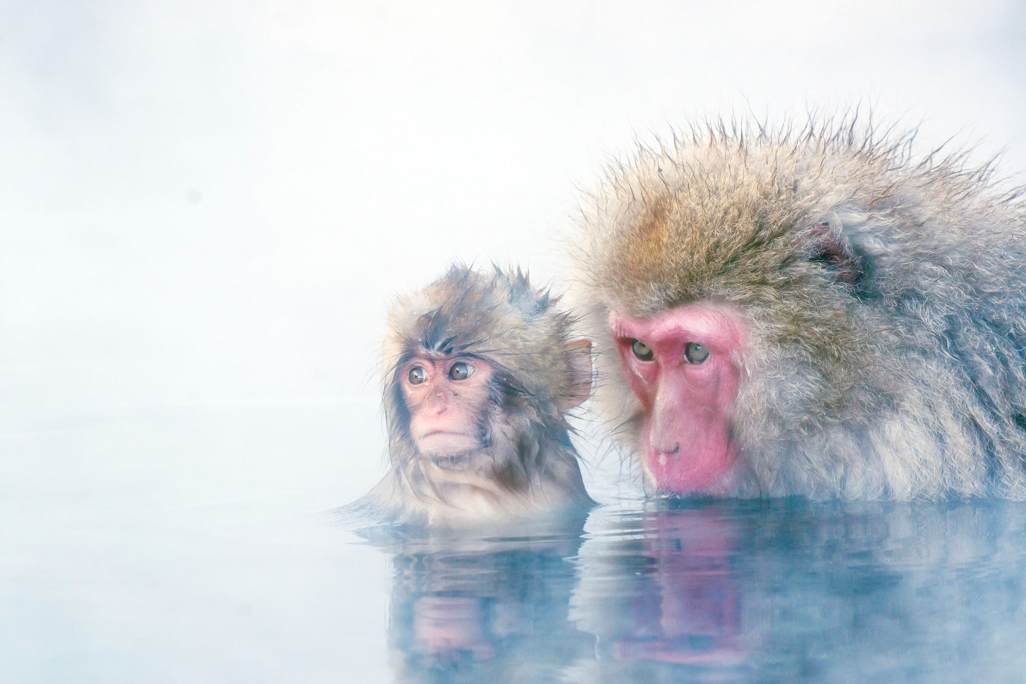 cub, 1080P, snow, background, monkey, Japanese macaques, HD Wallpaper