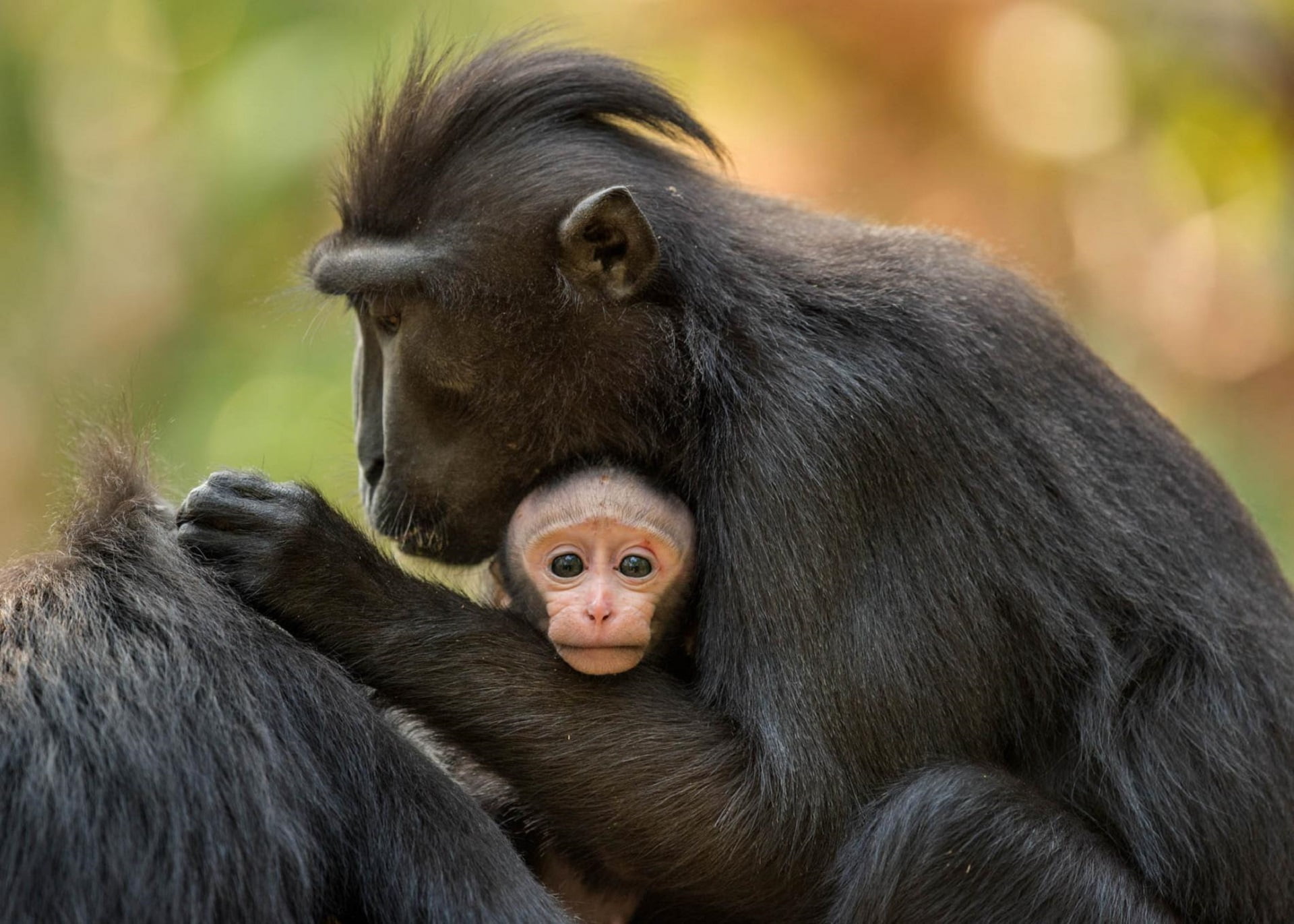 Animal, Baby Animal, Crested black macaque, Wildlife, Macaque, 1080P, HD Wallpaper