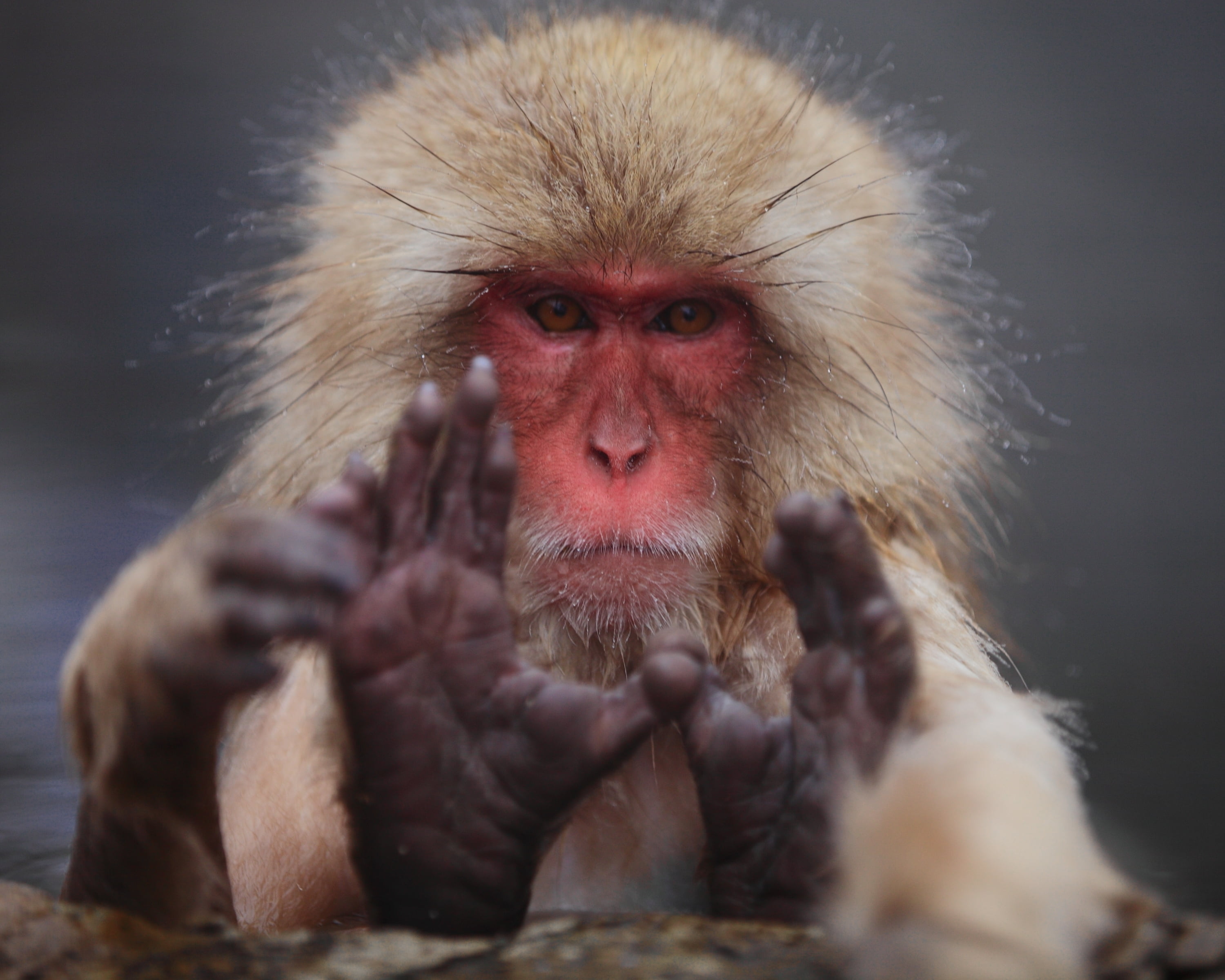 japanese Macaque, mammal, ape, snow, winter, animal wildlife, animals In The Wild, 2K, asia, primate, wildlife, no People, color Image, nagano Prefecture, HD Wallpaper