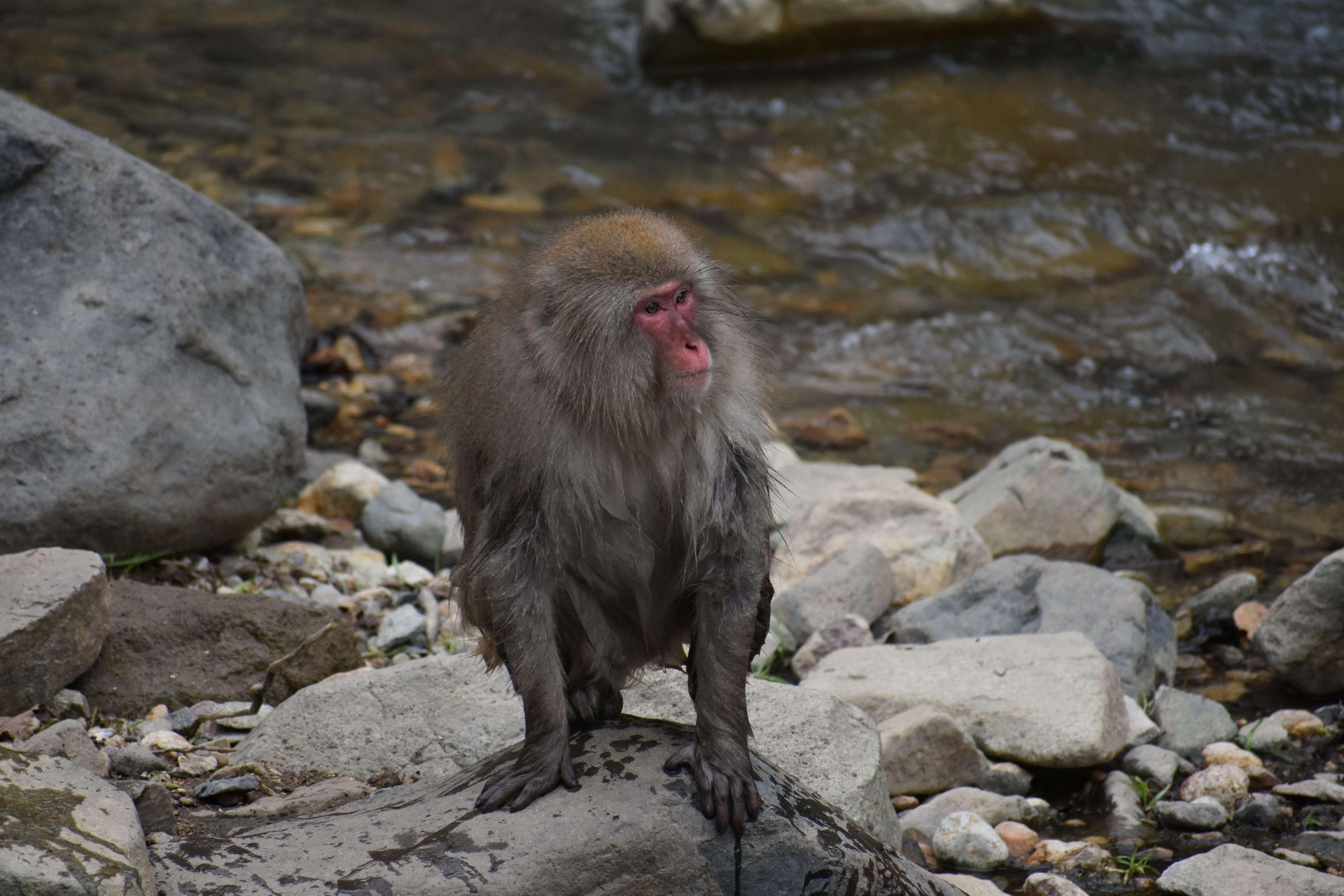 nature, day, water, river, 5K, mammal, solid, baby japanese macaque eating leaves, animal themes, rock, japan, rock - object, animal, outdoors, no people, HD Wallpaper