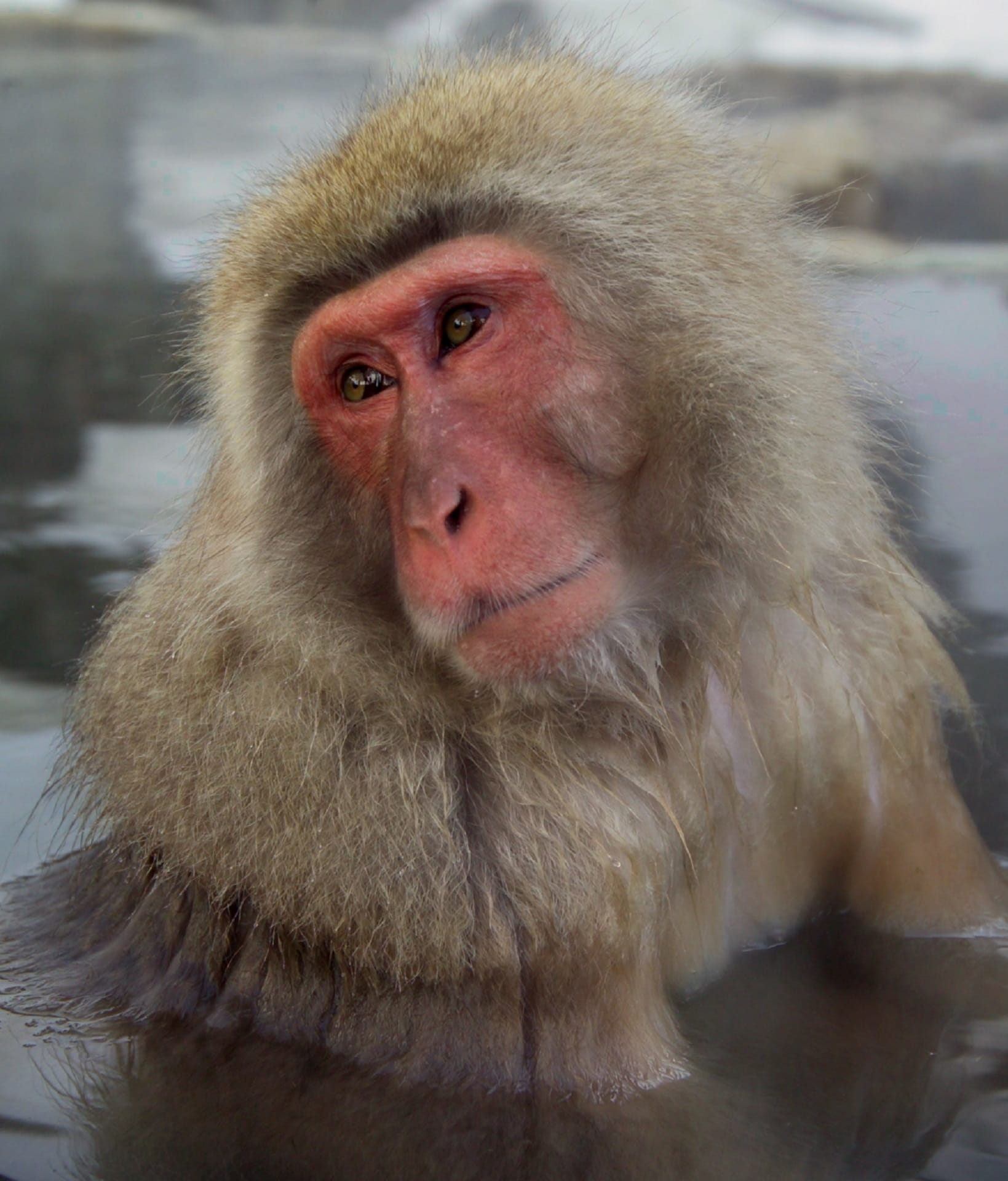 monkey, close-up, Snow Monkey, hair, mammal, day, white hair, cleaning, vertebrate, soaking, water, focus on foreground, Japanese Macaque, animal head, Phone HD Wallpaper