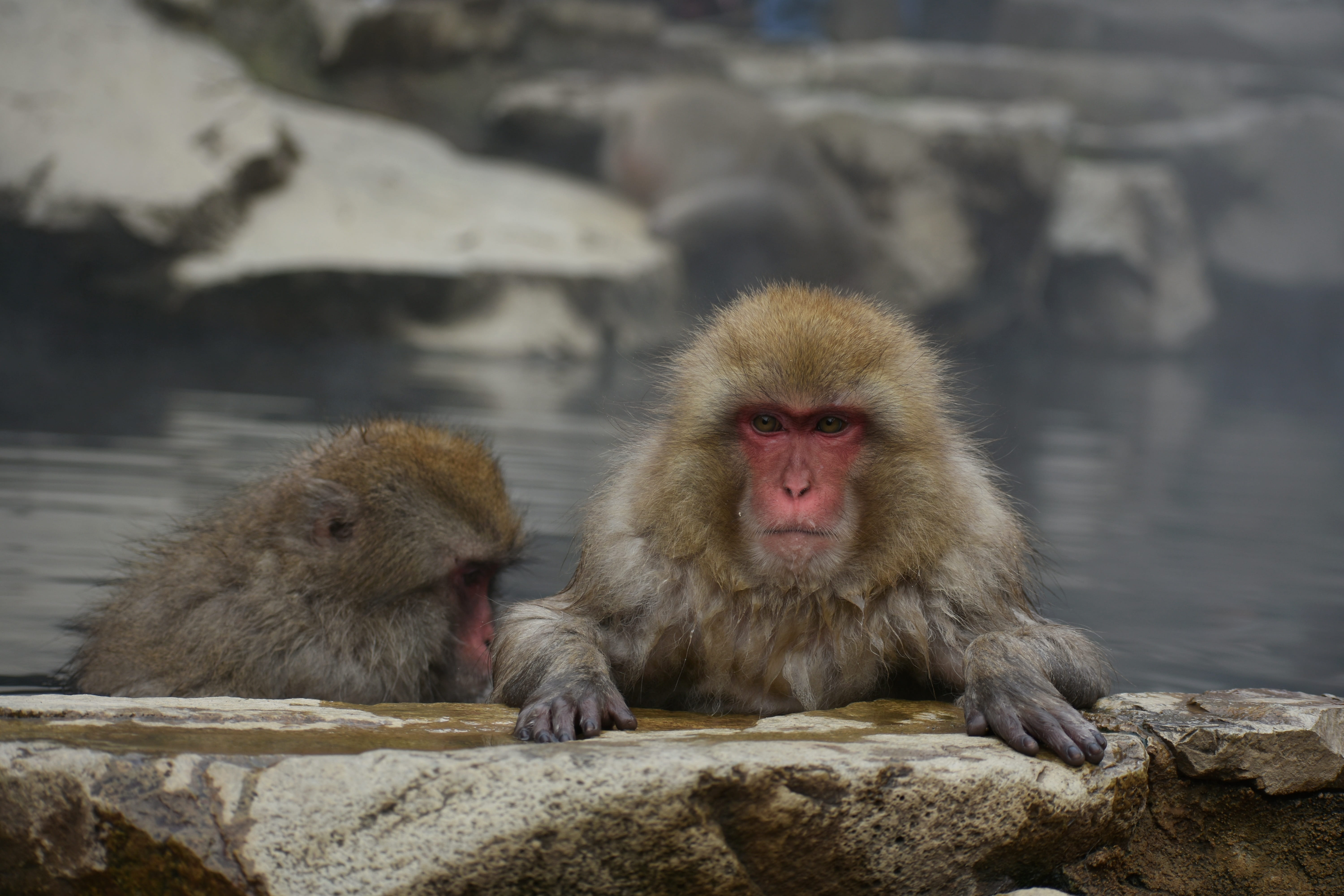 beauty, natural, animal wildlife, hokushin state, outdoors, spa resort, rock - object, solid, wild animal, two animals, the warm bath effect, mammal, landscape, HD Wallpaper