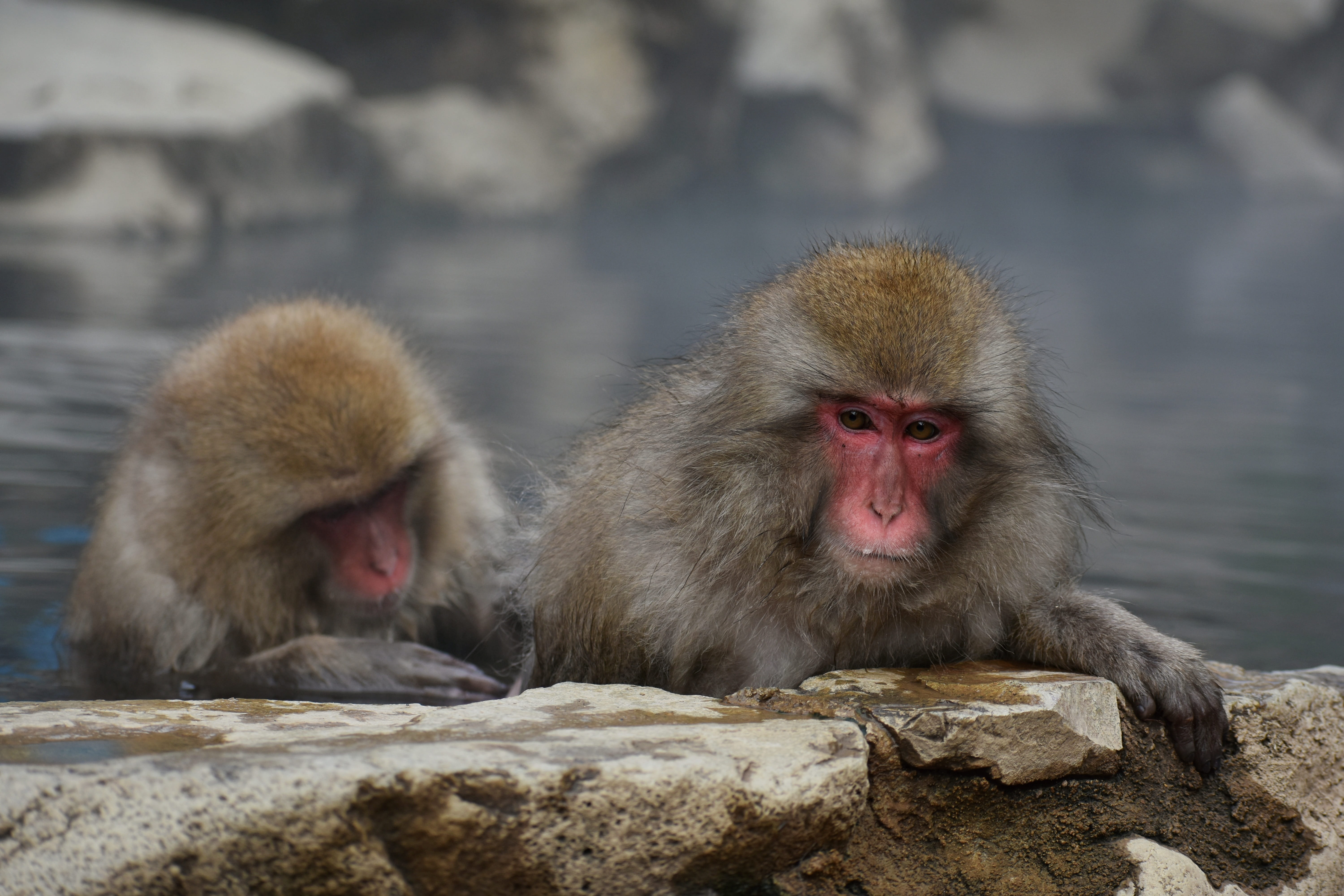 5K, hot springs, winter, care, yudanaka shibu hot springs village, bathing, day, the warm bath effect, landscape, animal, primate, rock - object, japan, HD Wallpaper