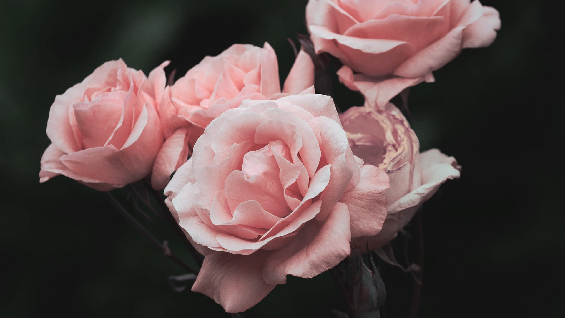beauty in nature, black background, close-up, focus on foreground, flower, vulnerability, flower head, flowering plant, freshness, growth, plant, fragility, HD Wallpaper