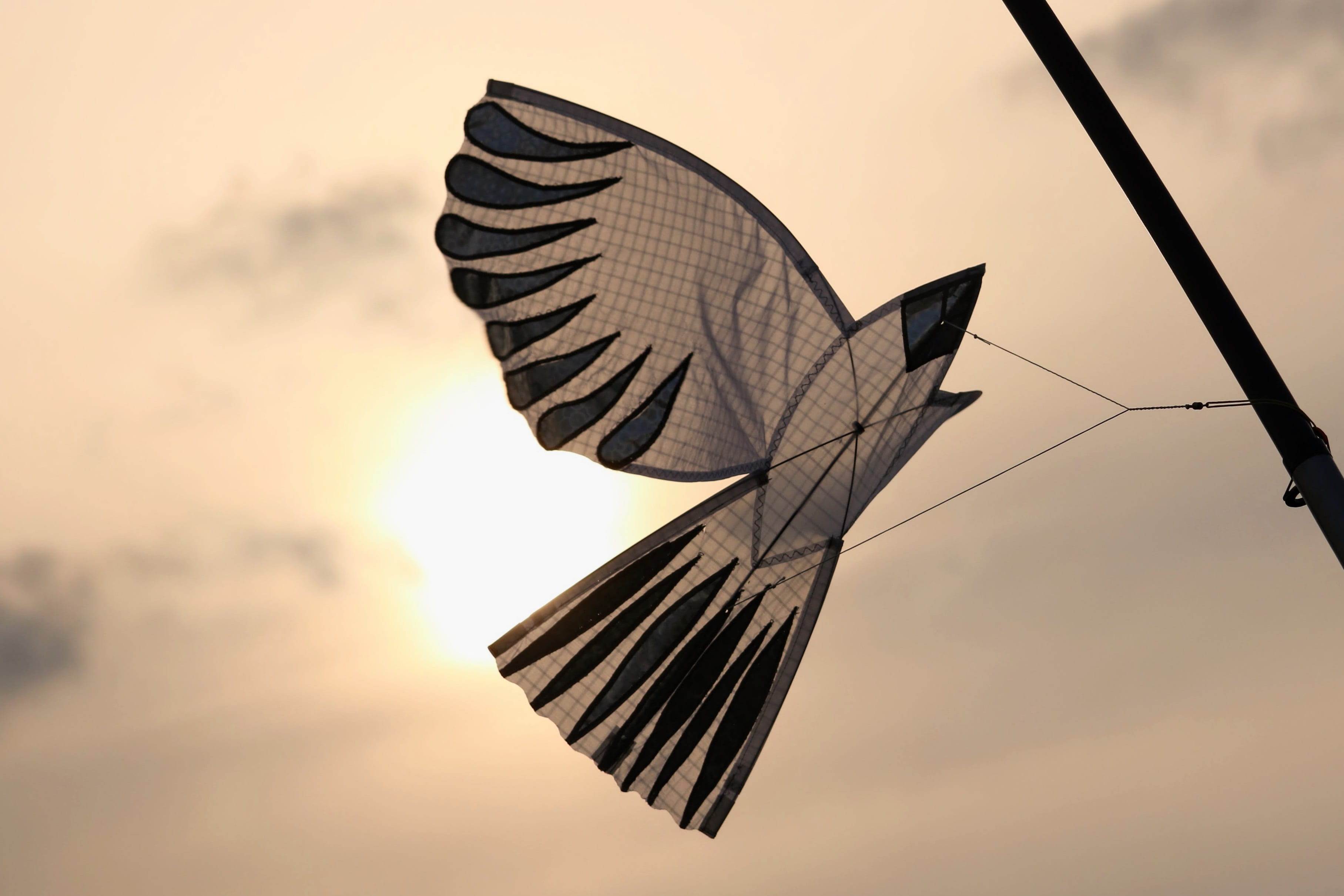 emotion, atmosphere, think, dragon rising, animal wing, on leash, animal themes, flying, windspiel, air, thoughtful, wind, nature, silhouette, cloud - sky, HD Wallpaper