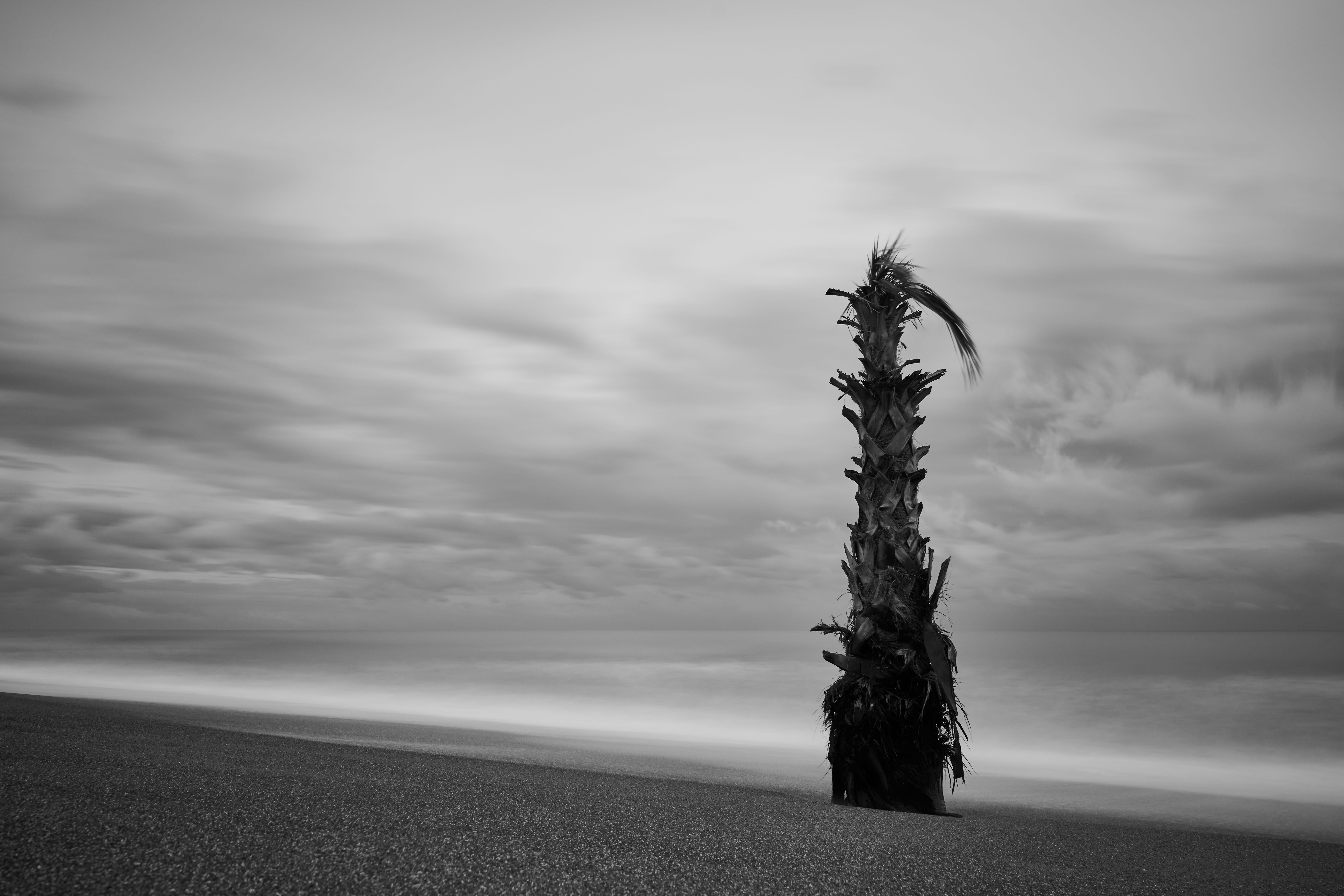 outdoors, cloud - sky, beautiful, idyllic, land, art, in the evening, landscape, the forgotten, tree trunk, beach, sadness, coastal, palm, dramatic, peaceful, HD Wallpaper