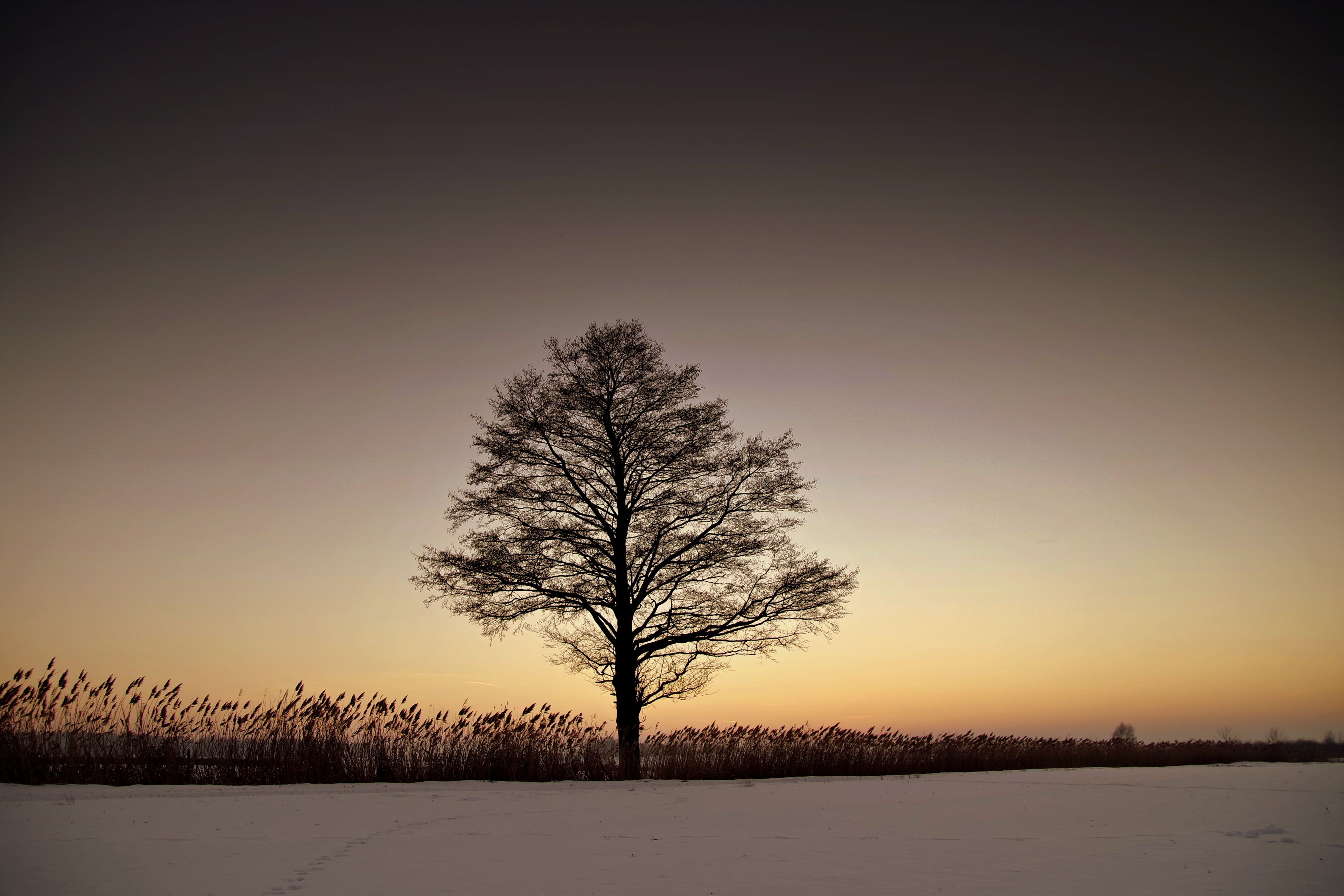 nature, lonely, glow, no people, sky, tree, environment, scenics, cold temperature, cold, tranquility, quiet, beauty in nature, peace of mind, land, west, HD Wallpaper