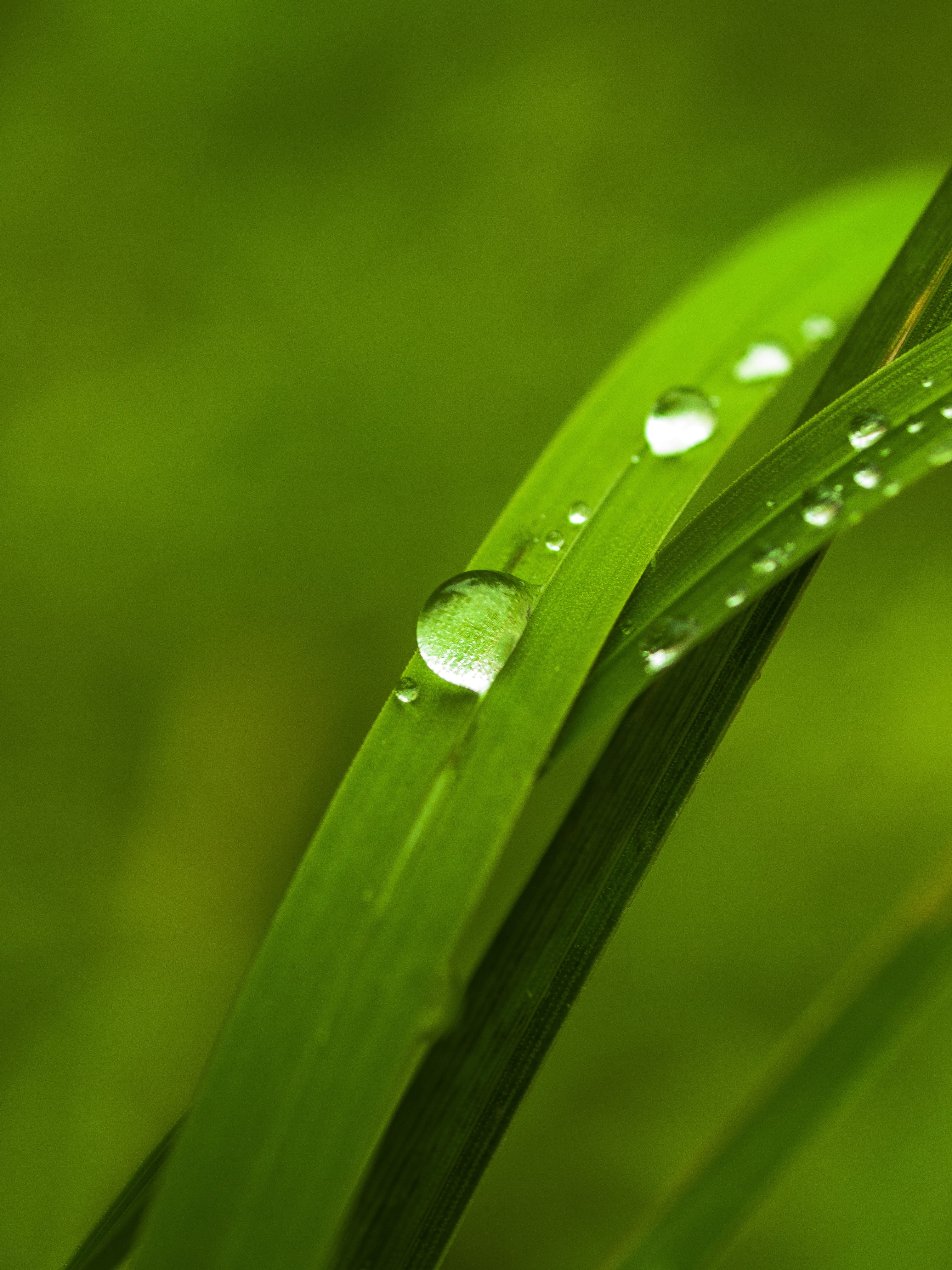 rain, peace of mind, meditation, zen, breathes, a drop of, on the outside of the, plant, garden, spring, nature, blade of grass, growth, close-up, green color, Phone HD Wallpaper