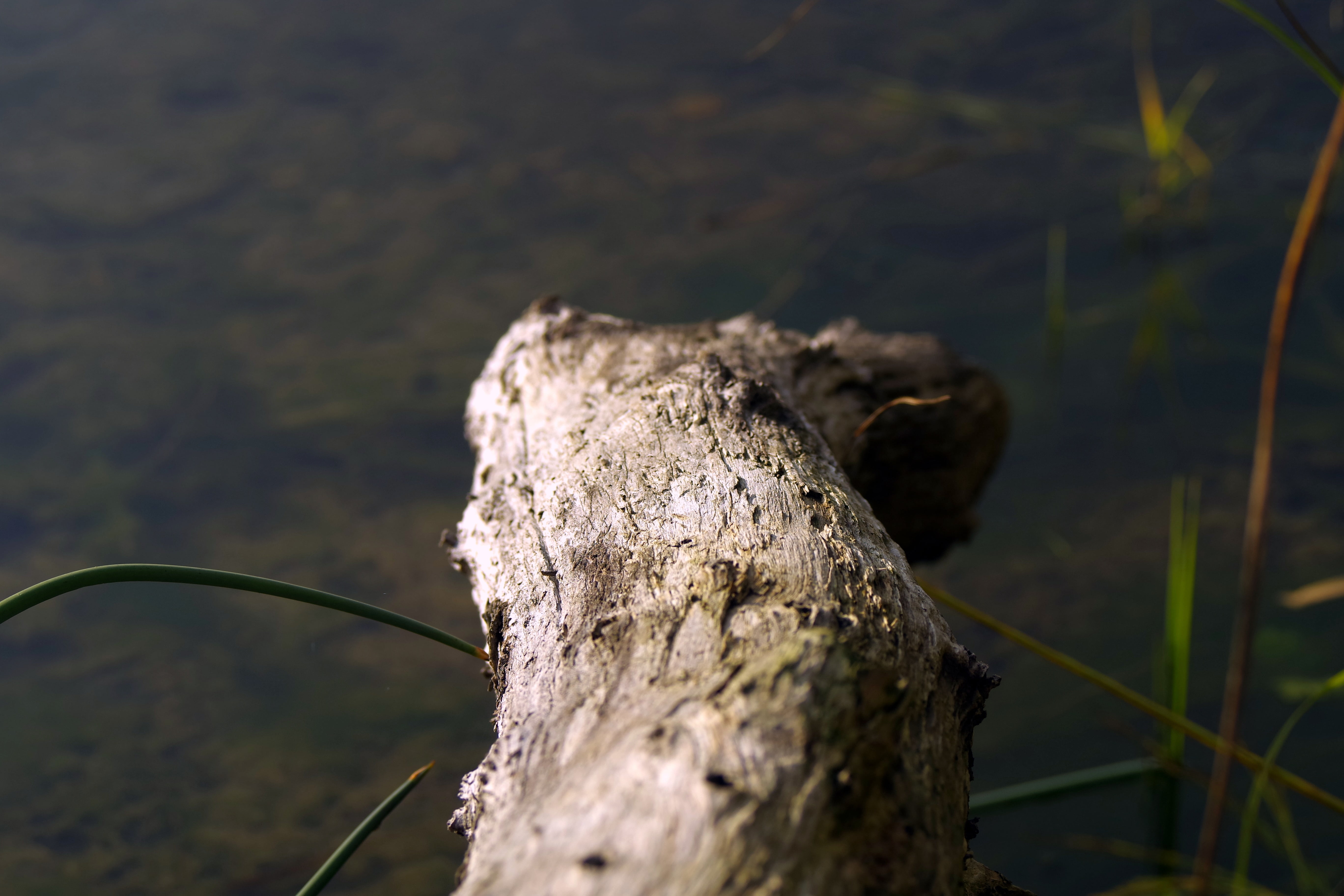 high angle view, wood - material, close-up, outdoors, dry trunk, beauty in nature, focus on foreground, nature, 5K, trunk, quiet, peace of mind, growth, HD Wallpaper