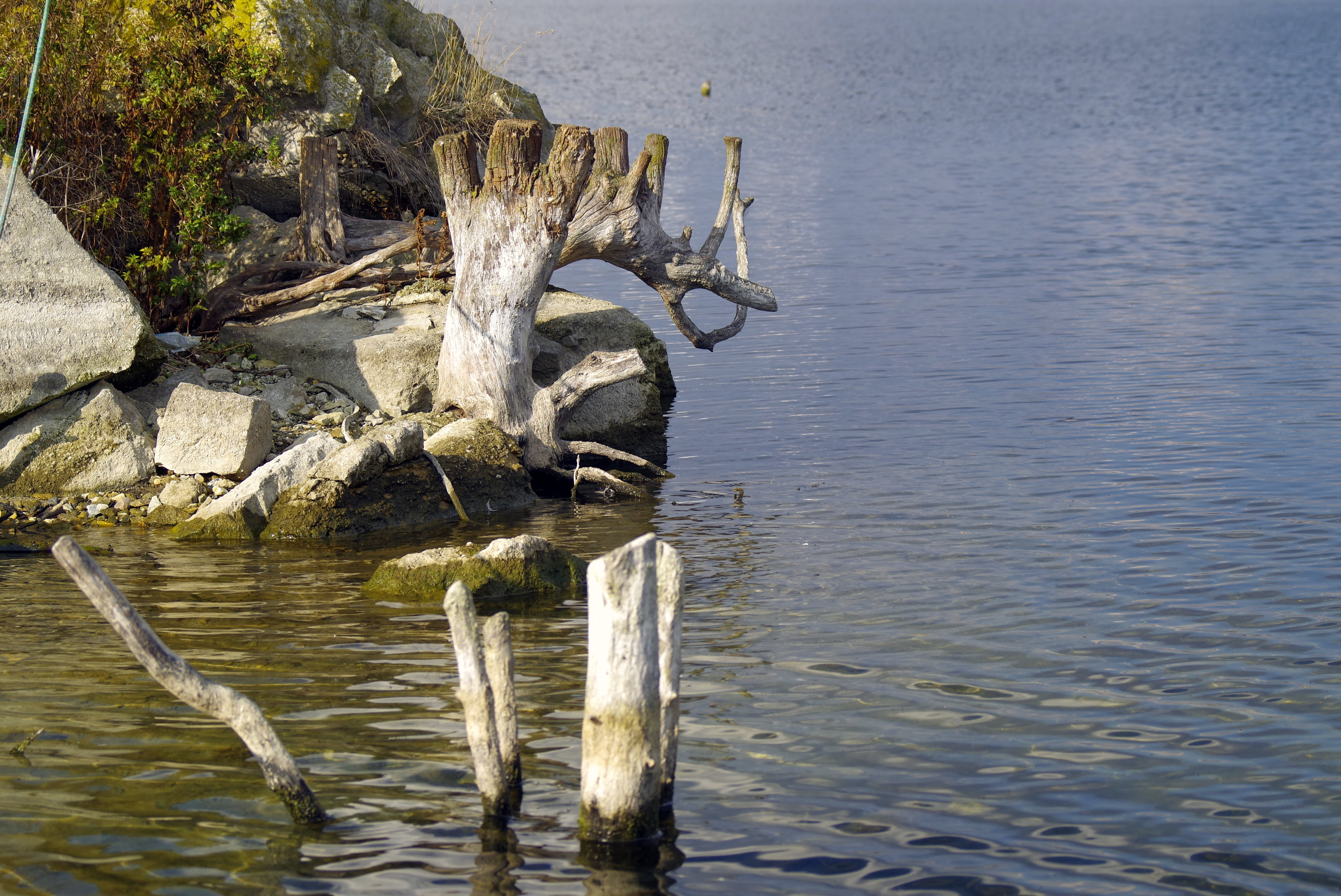 old age, pond, wood - material, dry trunk, trunk, driftwood, romantic, beauty in nature, waterfront, water, tree, peace of mind, wood, sunlight, dead plant, HD Wallpaper