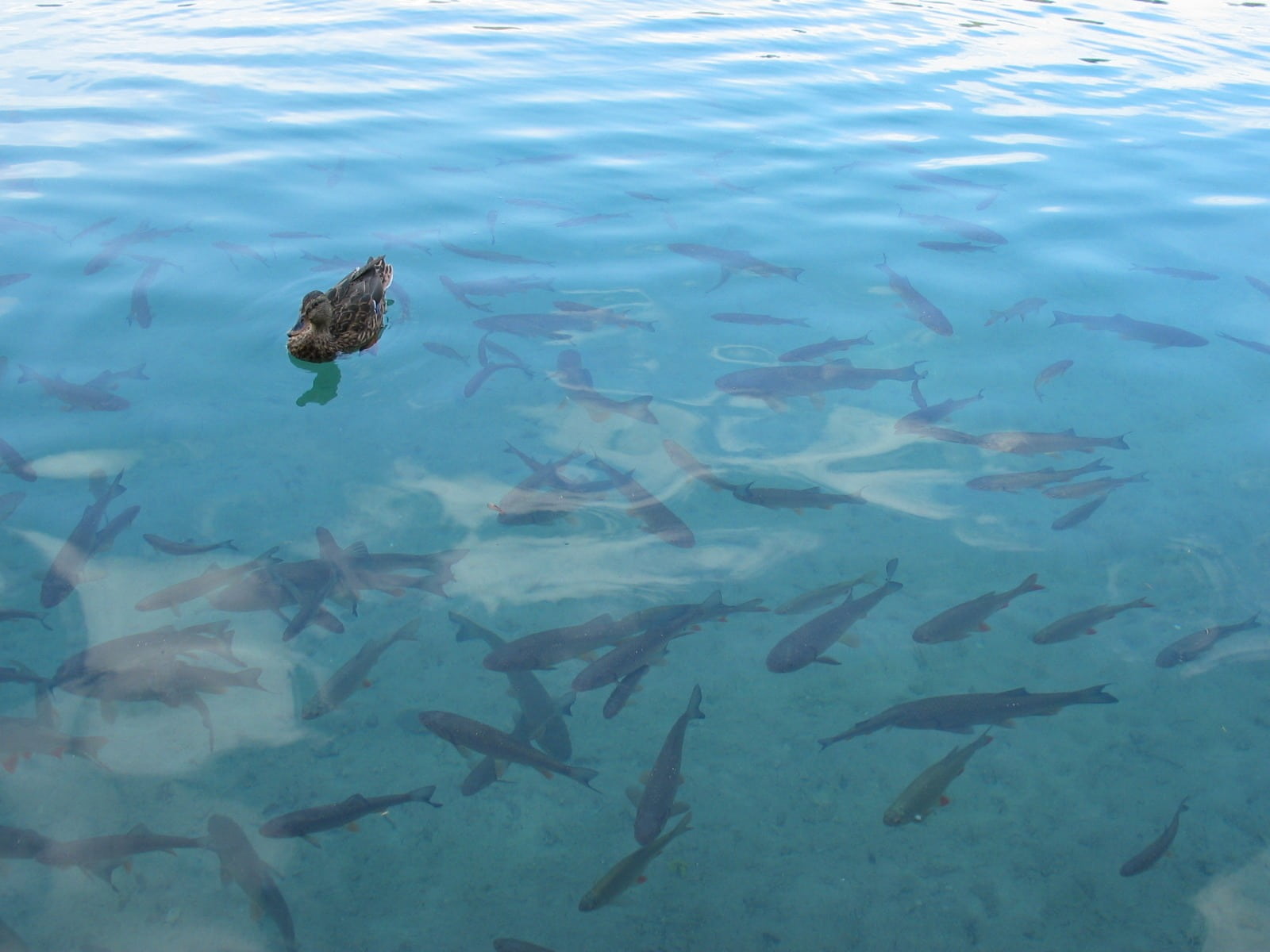 depths, bird, animals in the wild, vertebrate, lake, wildlife, romantic, high angle view, large group of animals, peace of mind, sea life, swimming, underwater, HD Wallpaper