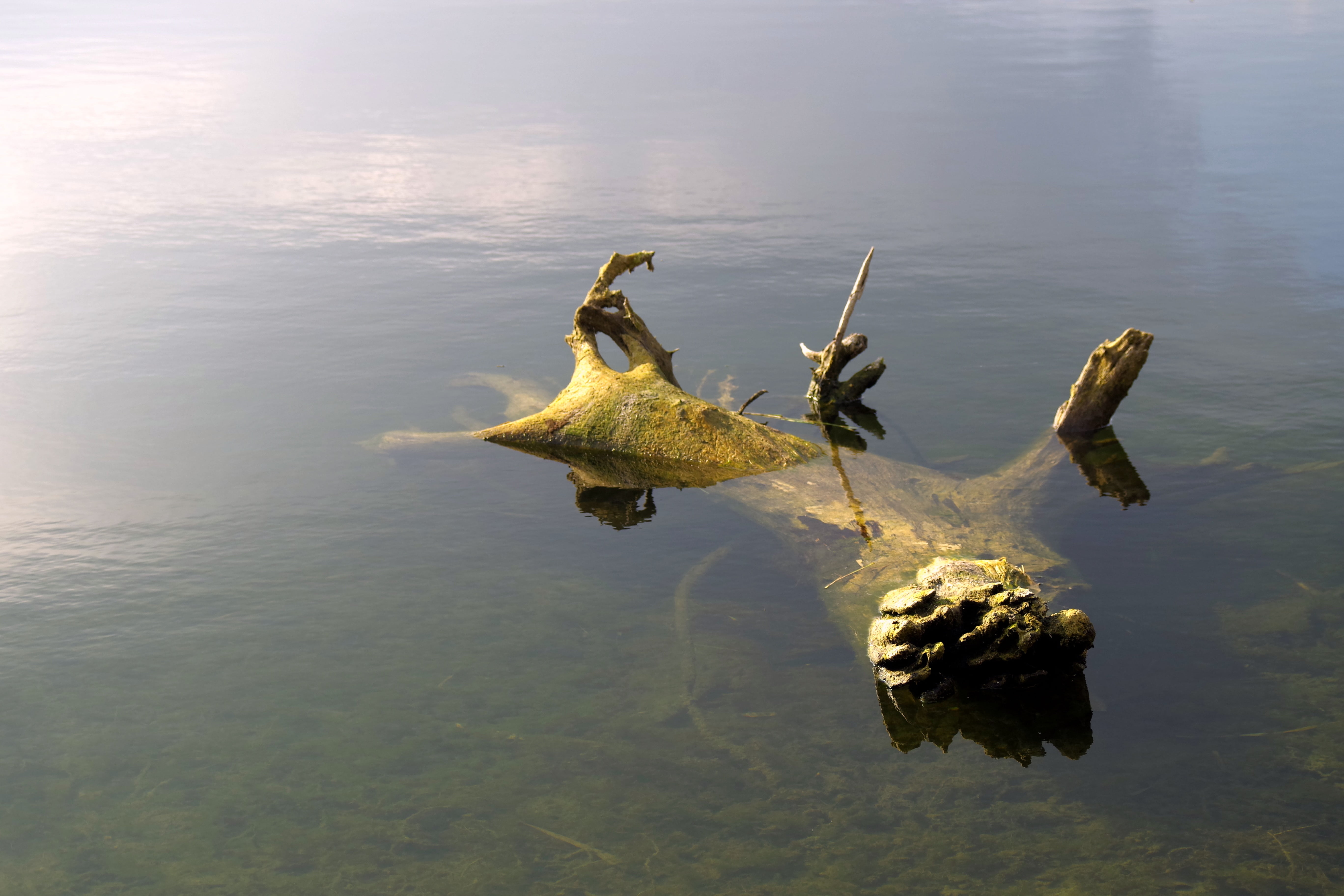 two animals, old age, reptile, animal themes, high angle view, pond, crocodile, outdoors, lonely, day, animal, lake, loneliness, animal wildlife, vertebrate, HD Wallpaper