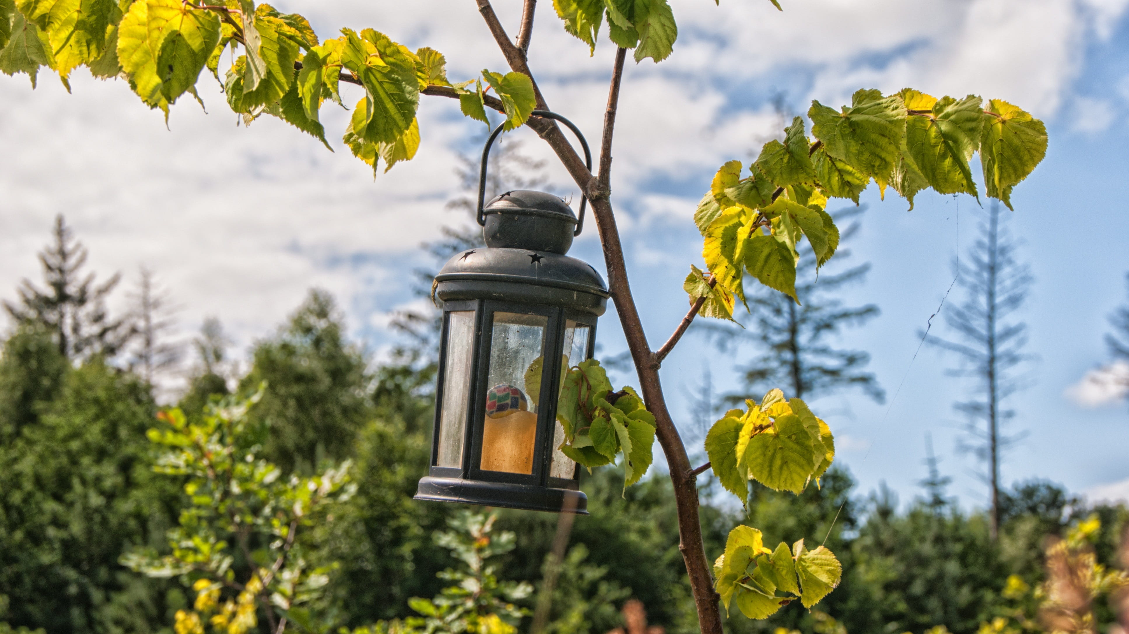 low angle view, sky, outdoors, yellow, hanging, dronten, 4K, wilhelminabos, plant part, Lantern, trees, Memorial, growth, lantern, focus on foreground, HD Wallpaper
