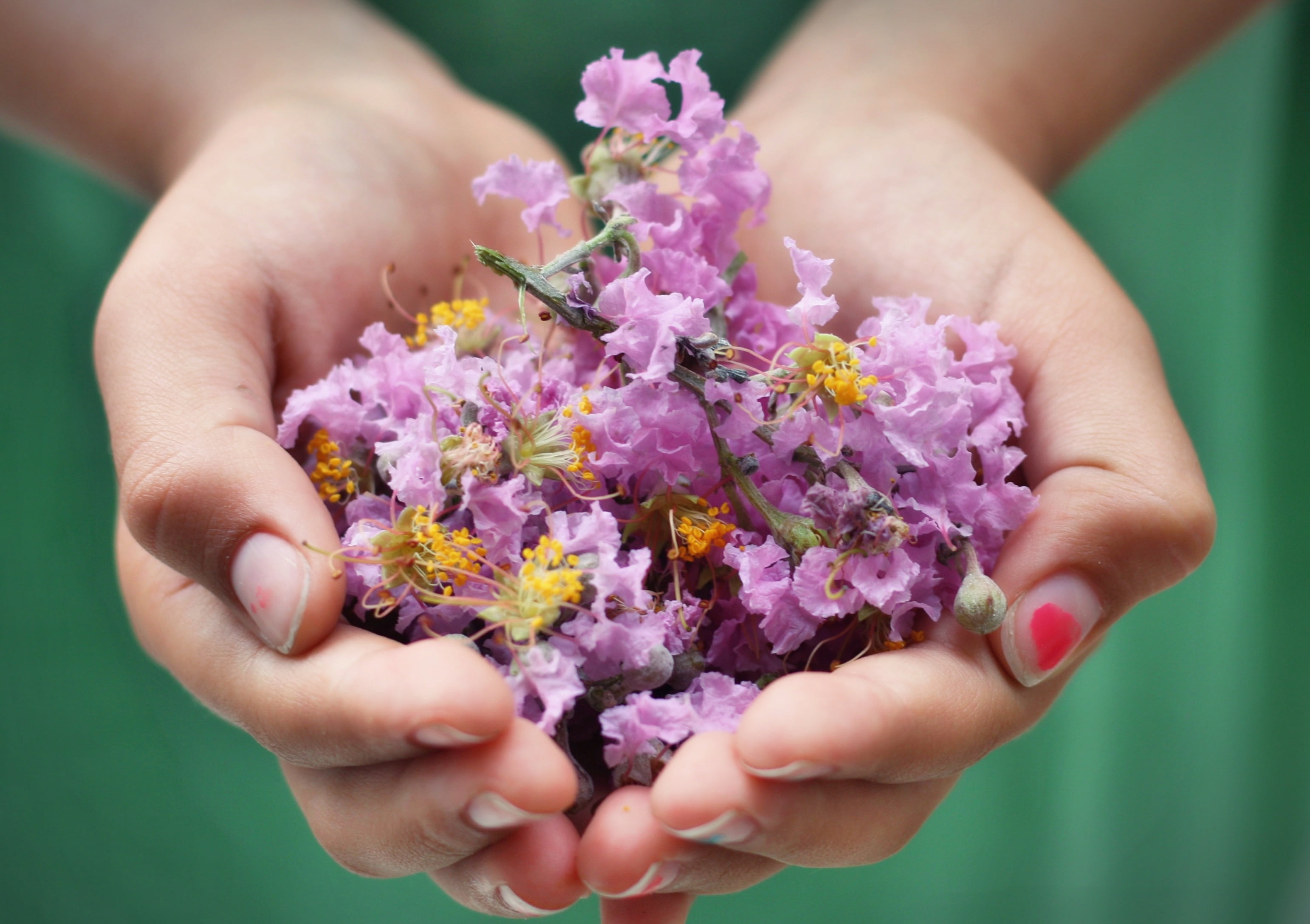 flower arrangement, fun, flower, hand, freshness, beauty in nature, 2K, children, flowers, farm, happiness, rustic, carrying, focus on foreground, cute, HD Wallpaper