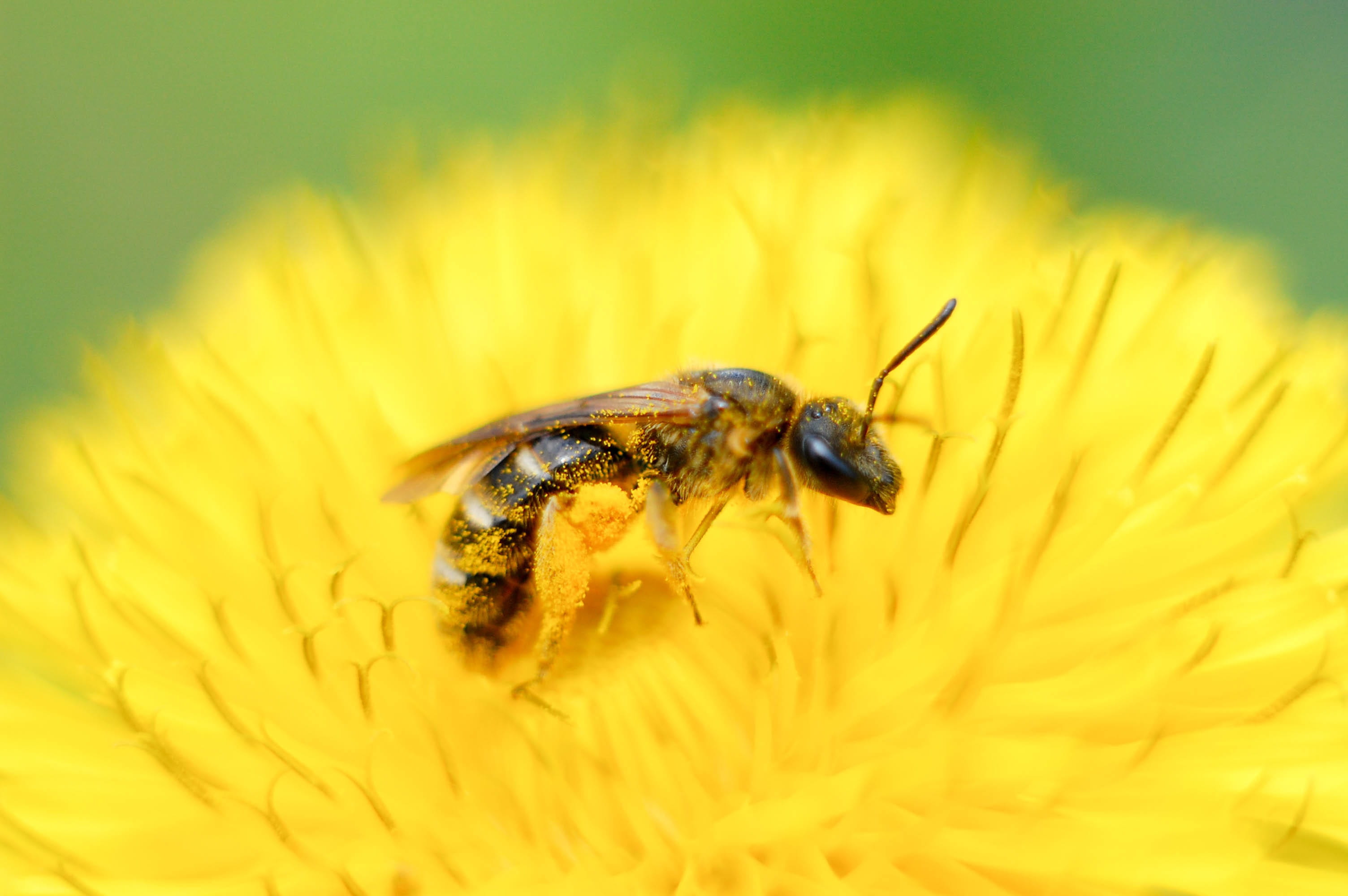 spring, one animal, detail, flower, no one, gr, bees, vacation, springtime, summer, petal, little, animal wildlife, purple, closeup, polanation, pollen, HD Wallpaper
