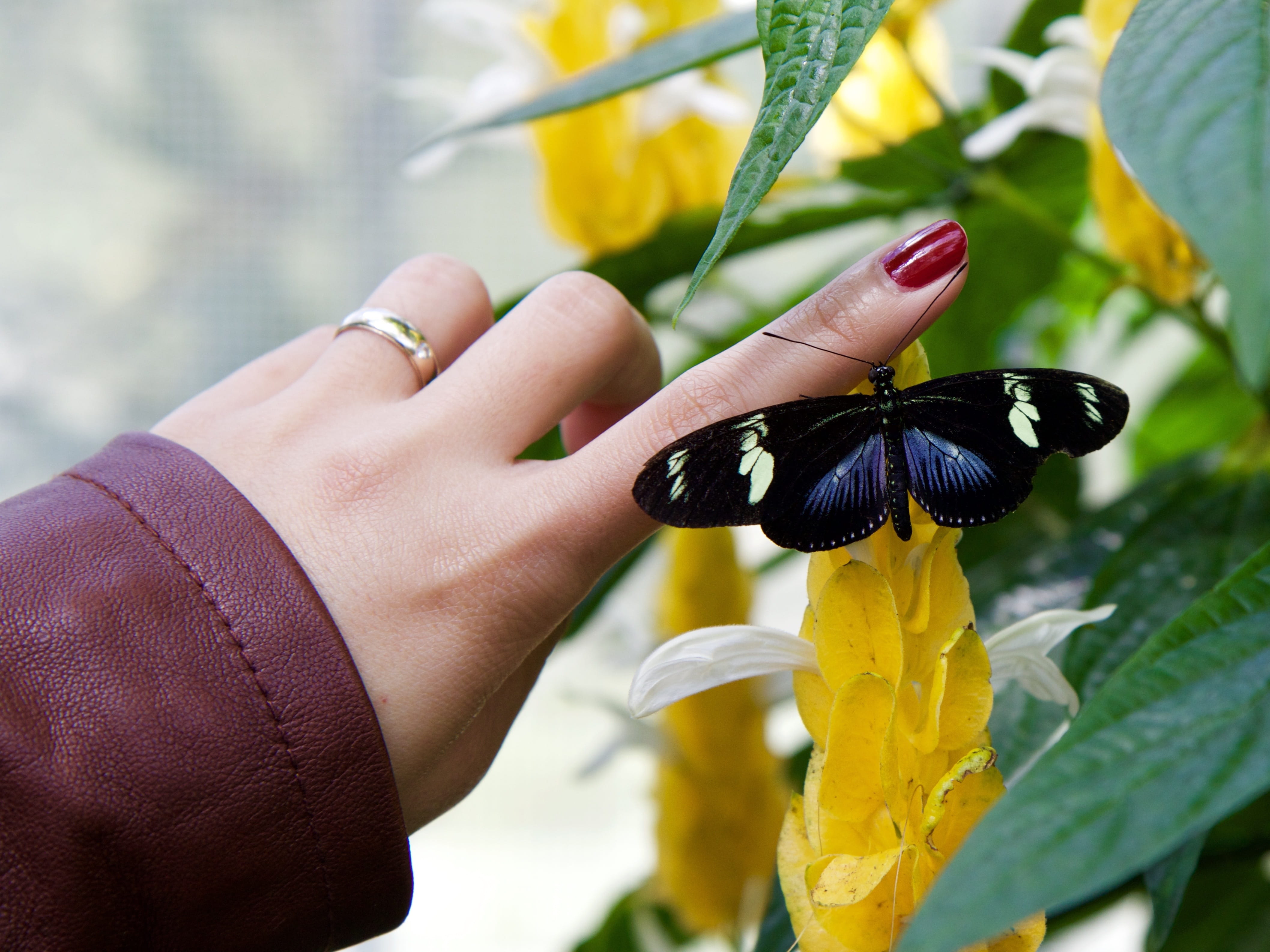 plant, finger, 4K, longwing, flora, beauty in nature, summer, human body part, close-up, bright, outdoors, fragility, focus on foreground, sun, animal themes, HD Wallpaper