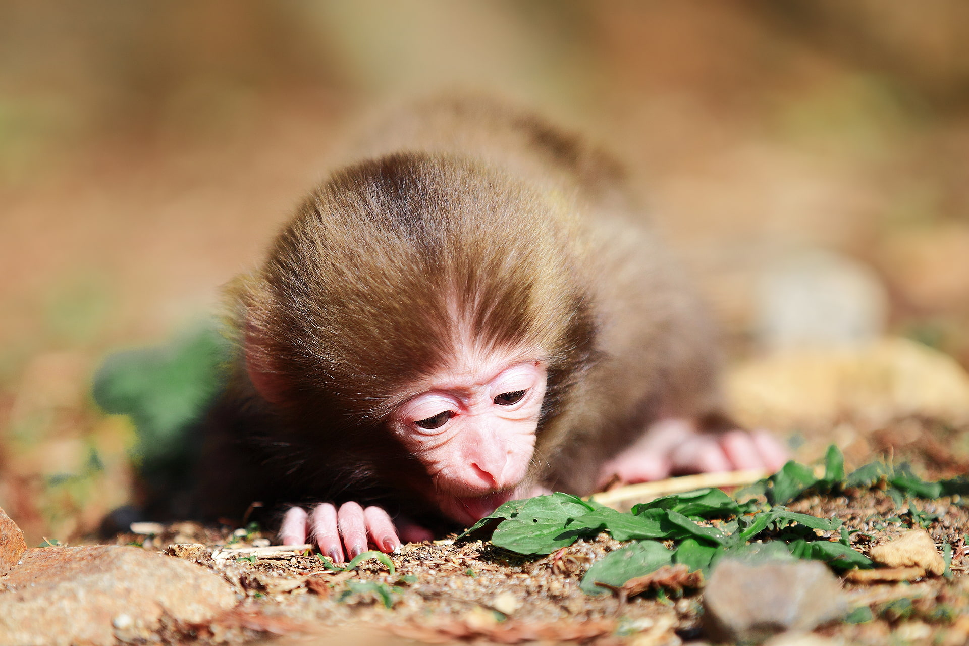 1080P, muzzle, fingers, foliage, wool, little, monkey, HD Wallpaper