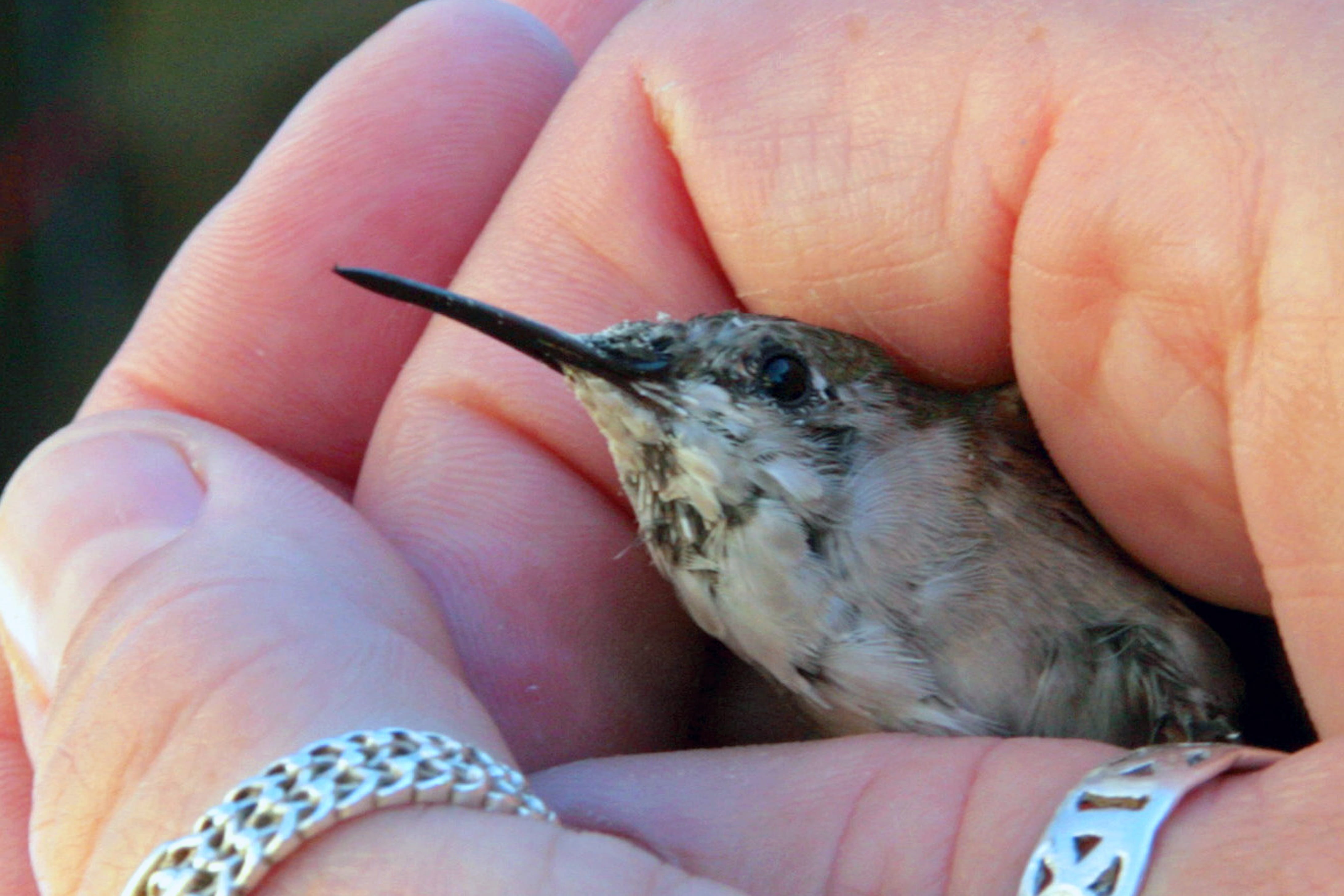 ring, human hand, unrecognizable person, animals in the wild, outdoors, animal wildlife, one animal, 4K, close-up, real people, Hummingbird, human finger, HD Wallpaper