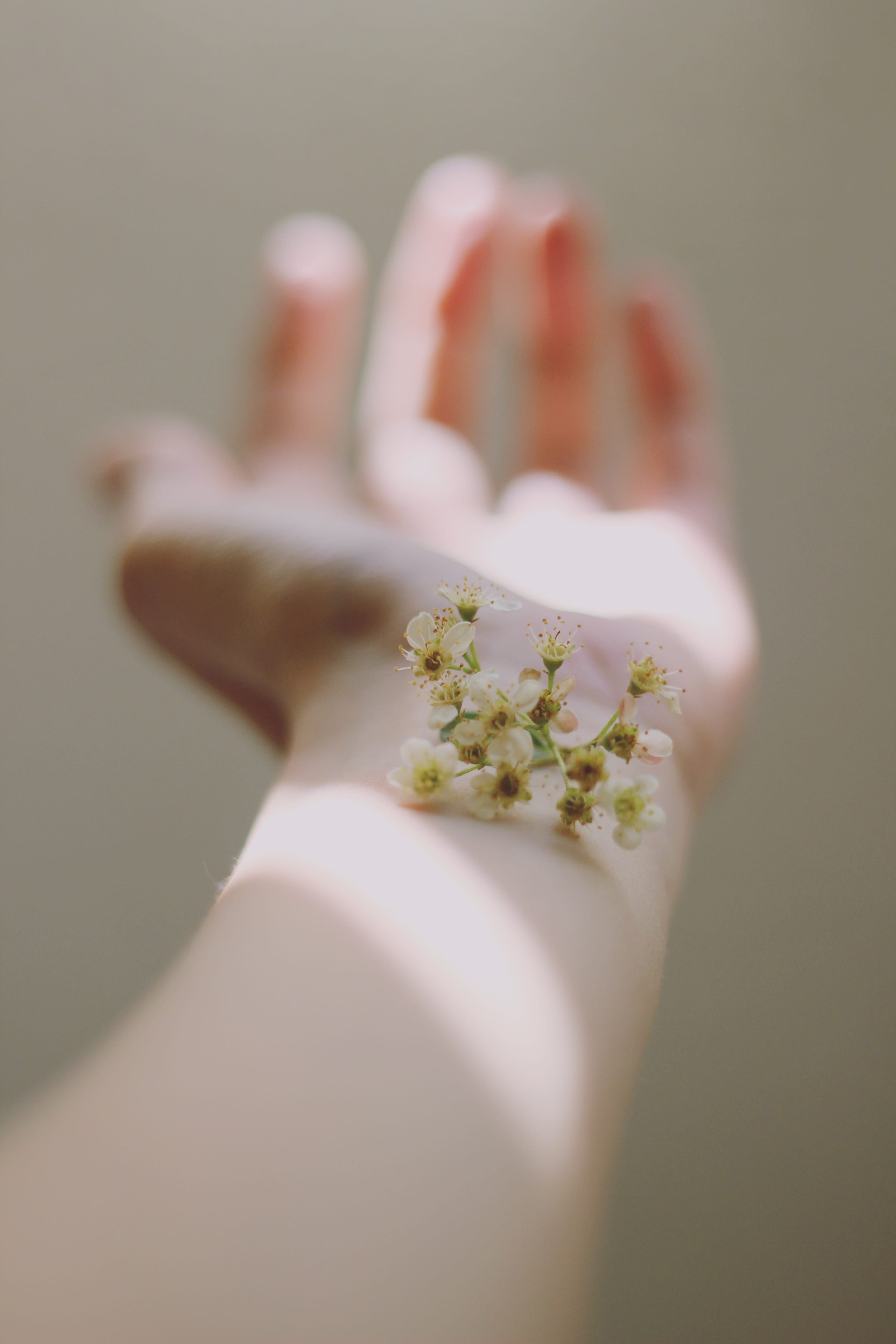 blossom, real people, fragile, close-up, close up, light, selective focus, holding, female, dof, flower, metepec, women, photography, detail, flora, pale, Phone HD Wallpaper