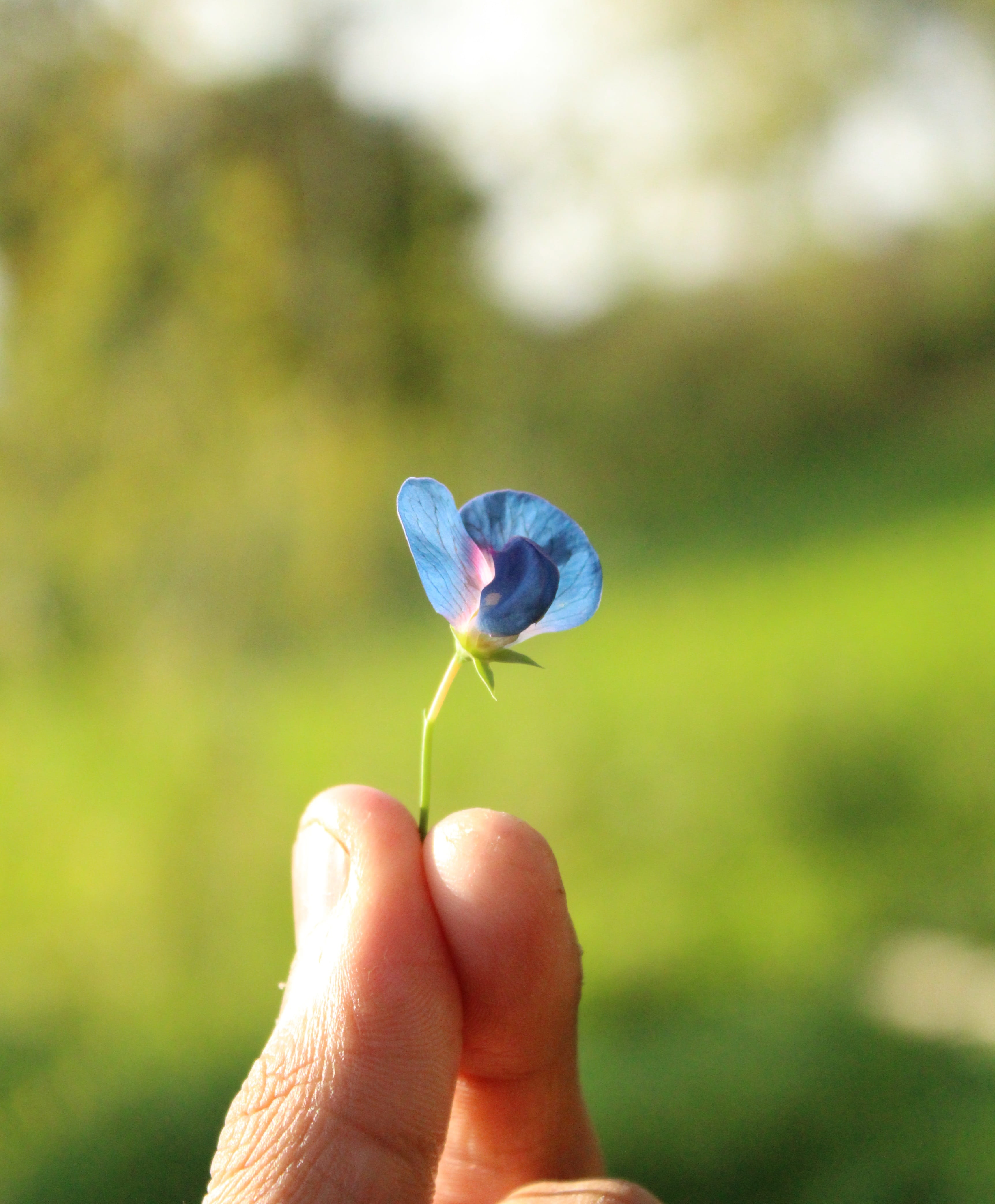 hand, blurred background, daylight, flower, held, person, growth, human finger, focus on foreground, blur, little, blue flowers, environment, flower head, Phone HD Wallpaper