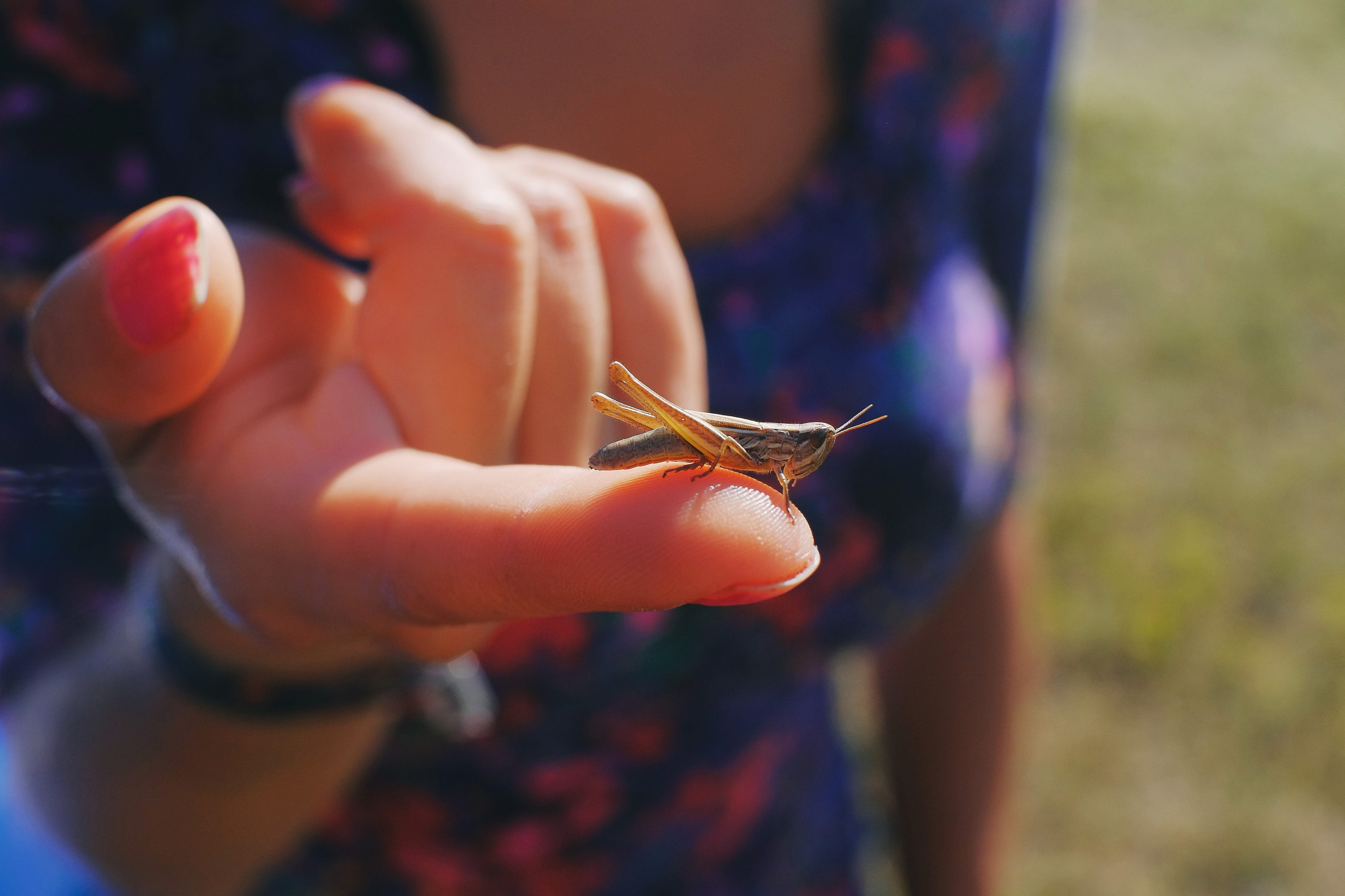close-up, macro, human hand, environment, bug, body part, holding, life, animal, human body part, one animal, woman, finger, nature, wildlife, outdoors, HD Wallpaper