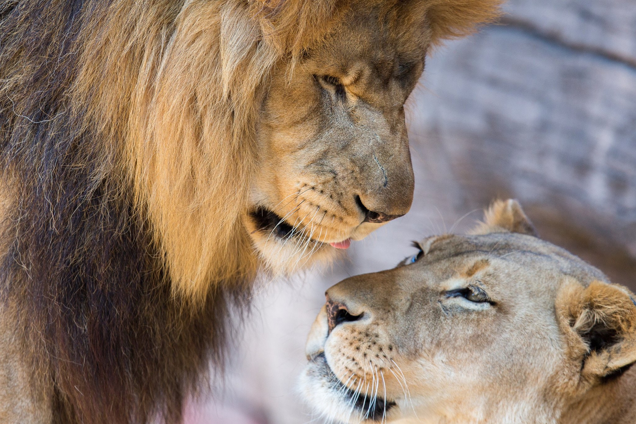 lions, love, 1080P, mood, couple, lion, Lioness, HD Wallpaper