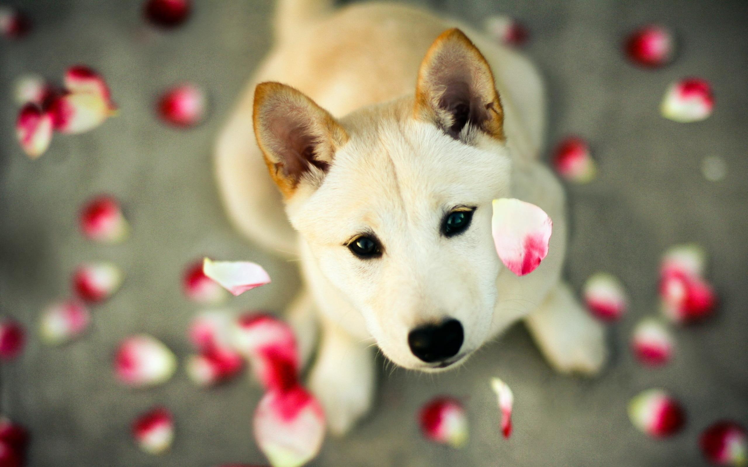 the view, romantic, 2K, roses, pet, animals, the petals, love, pink, HD Wallpaper