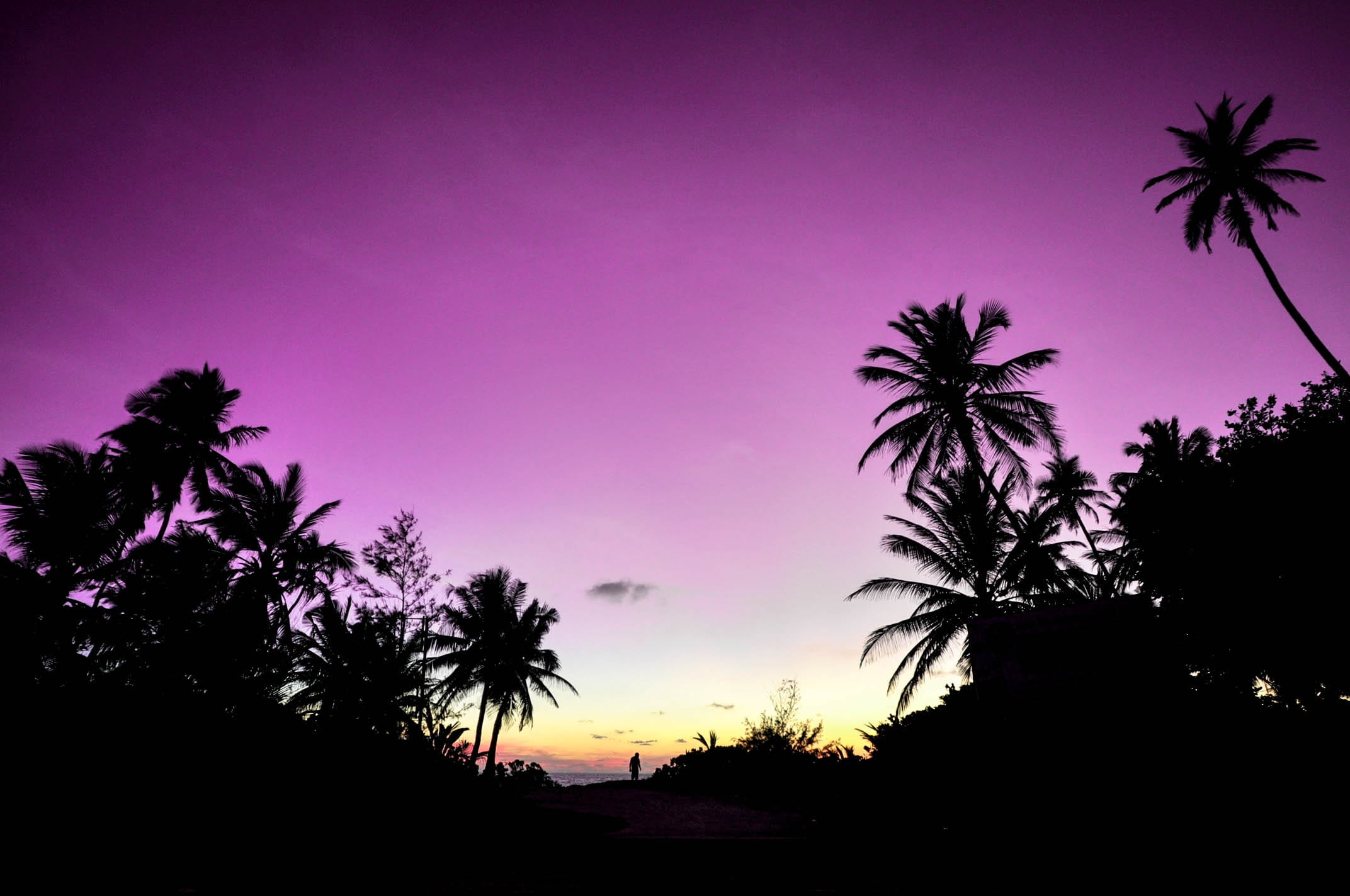 silhouette, photo, tropical tree, romantic sky, tropical climate, couple, plant, idyllic, tranquil scene, 1080P, low angle view, romance, travel, vacation, HD Wallpaper